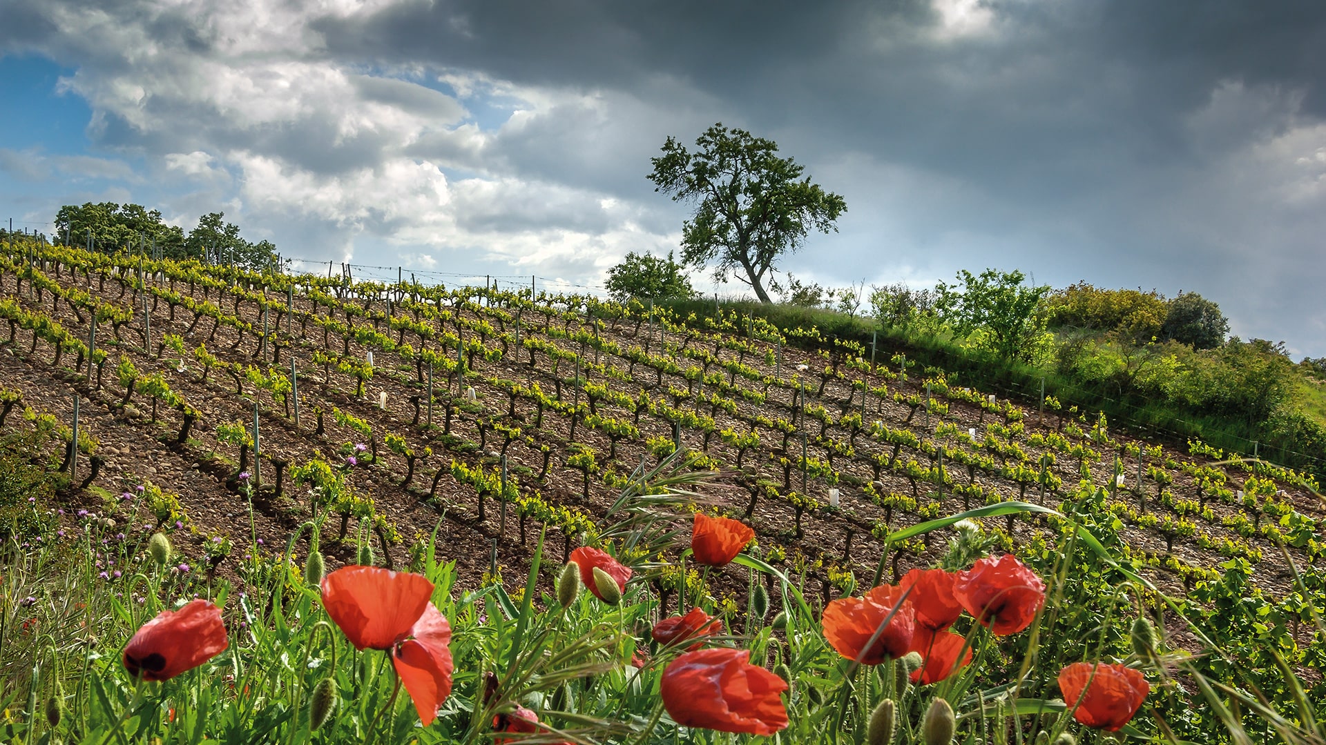 Bodegas Zinio Rioja Von Salis Wein 1 Min