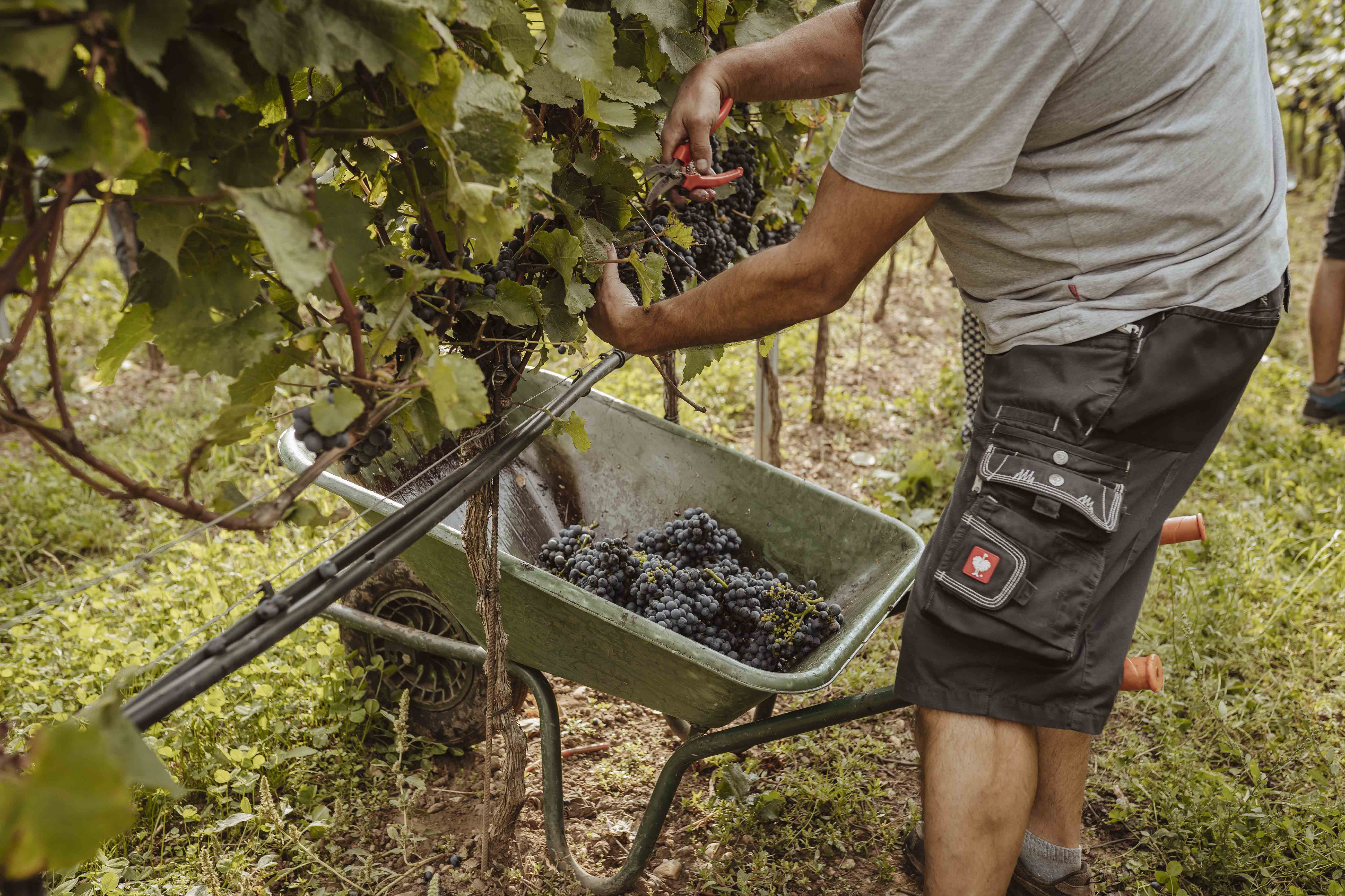 170920Reeh 013 Vonsaliswein