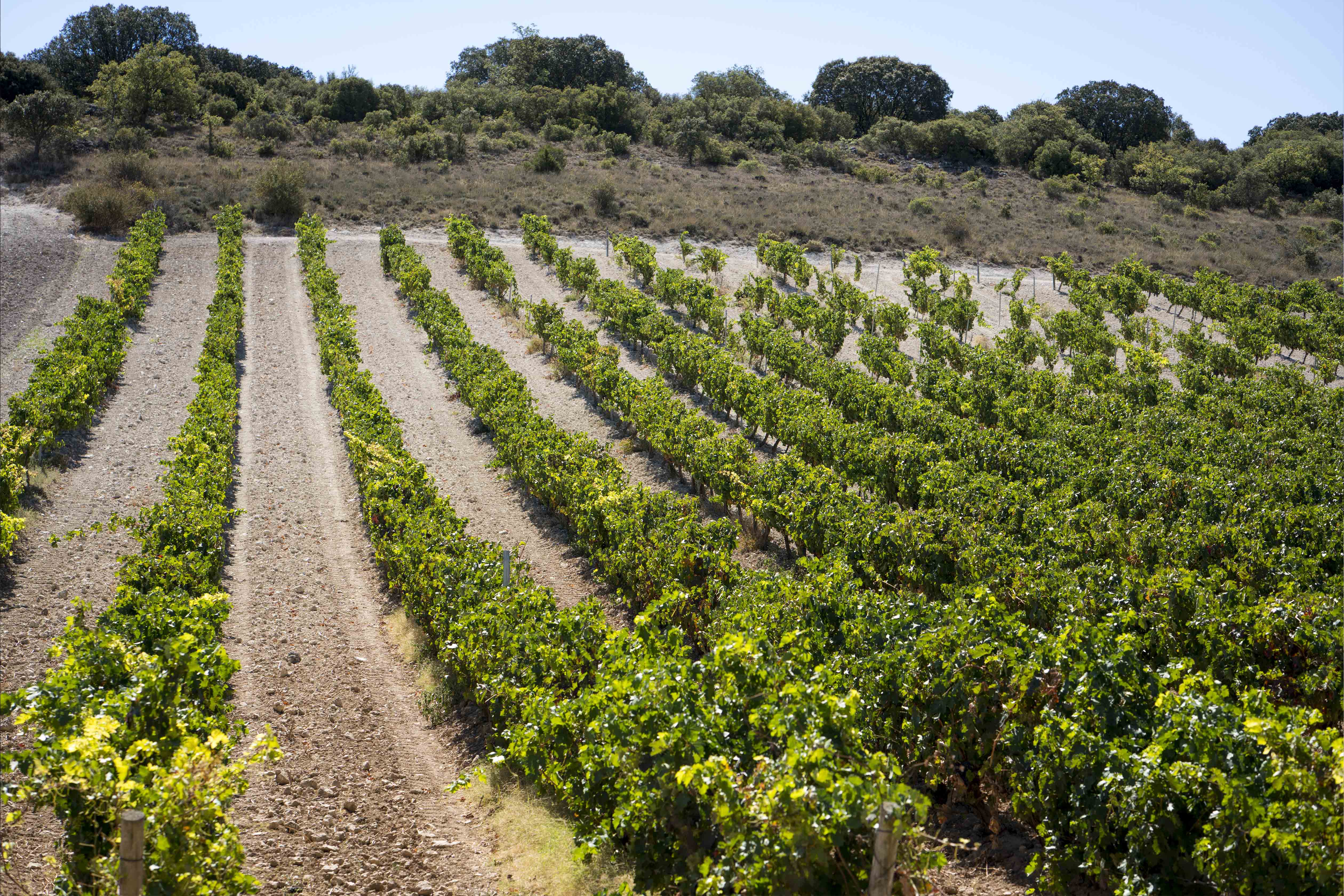 Vonsalis Wein Matarromera Blog Rioja