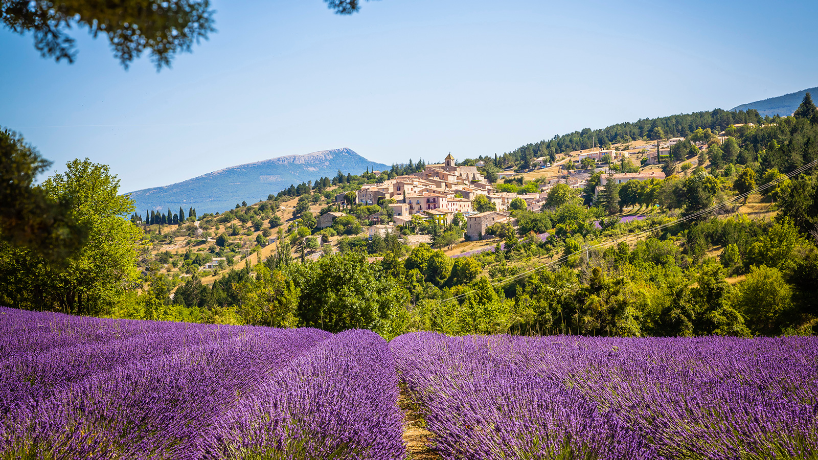 Provence Frankreich Von Salis Lavendel