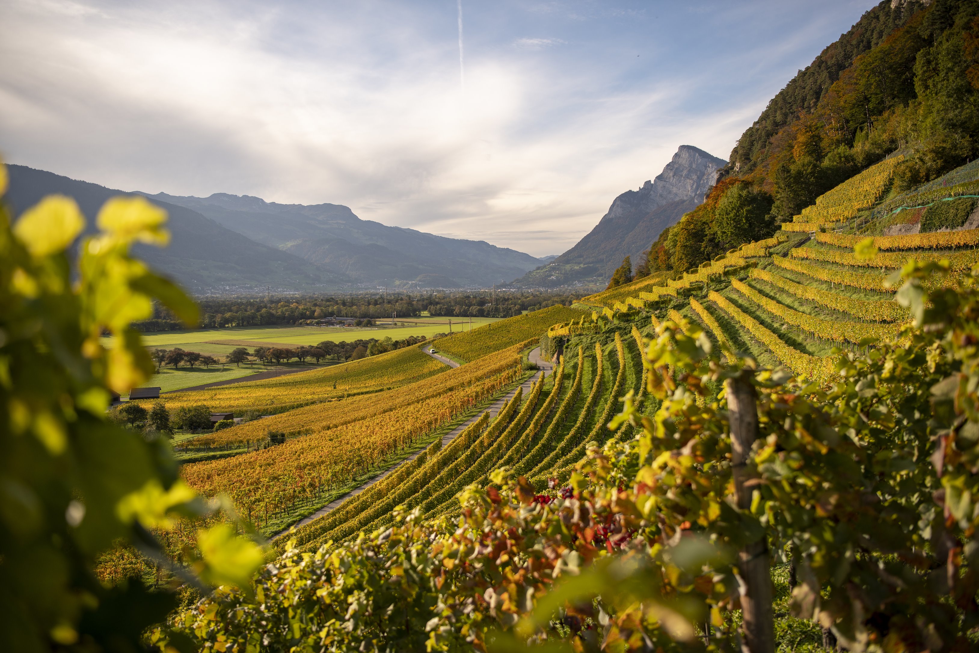 Weinberge Fläsch Herbst Heidiland Tourismus