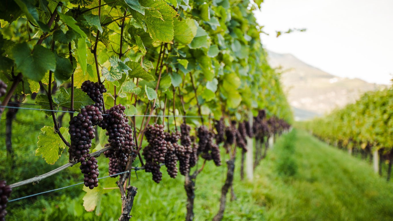 Von Salis Wein Blog Südtirol Altoadige Titelbild Reben
