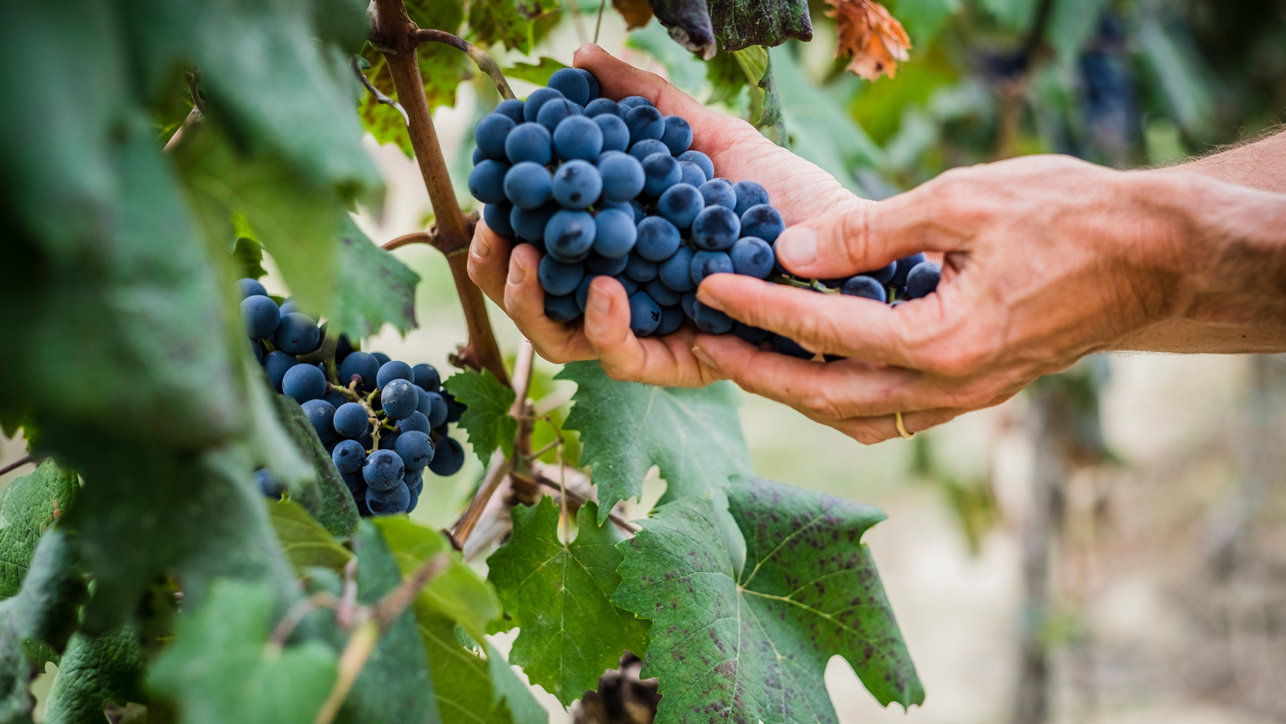 Von Salis Wein Piemont Nebbiolo Barolo