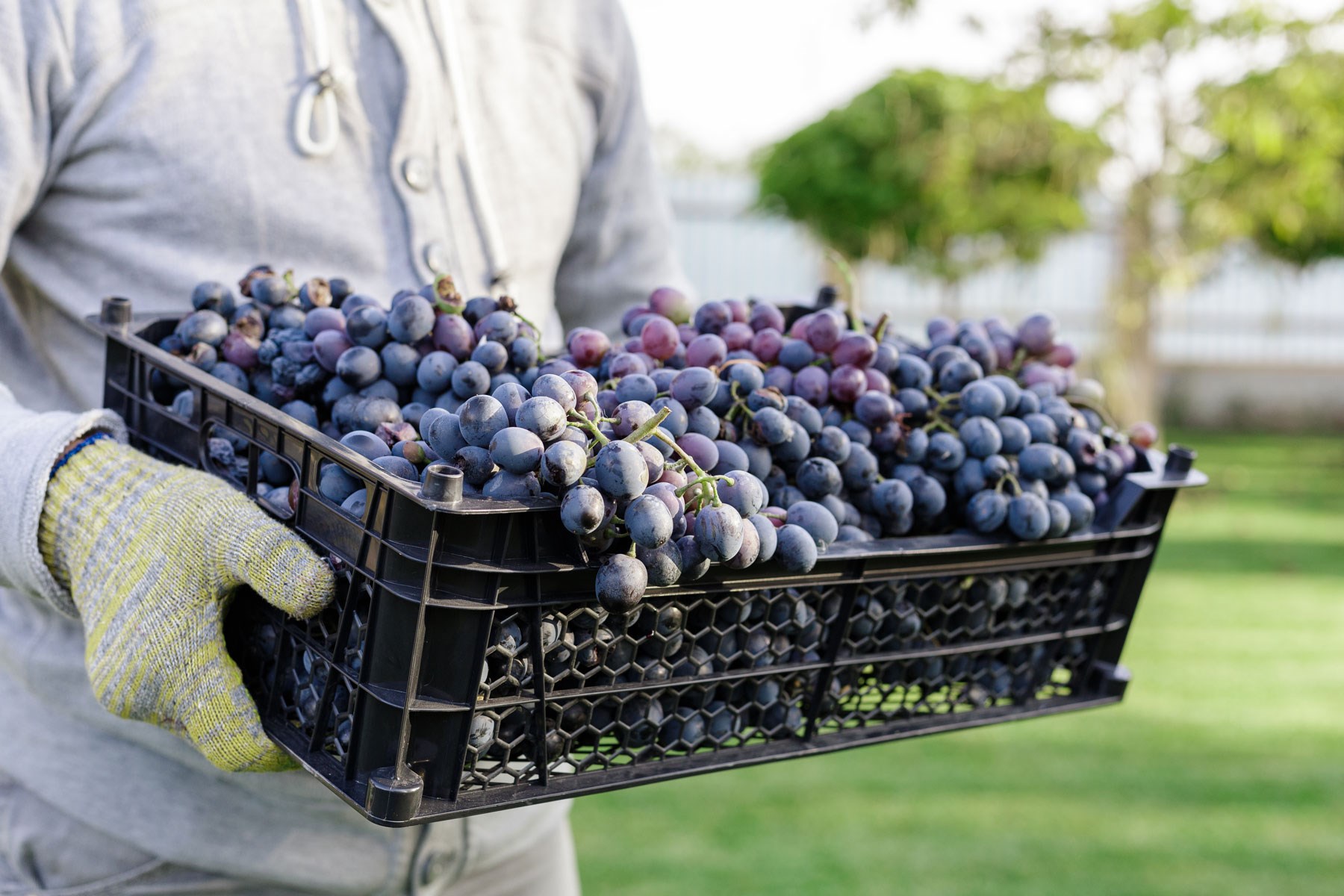 Von Salis Wein Brunello Di Montalcino Toscana Sangiovese Traube