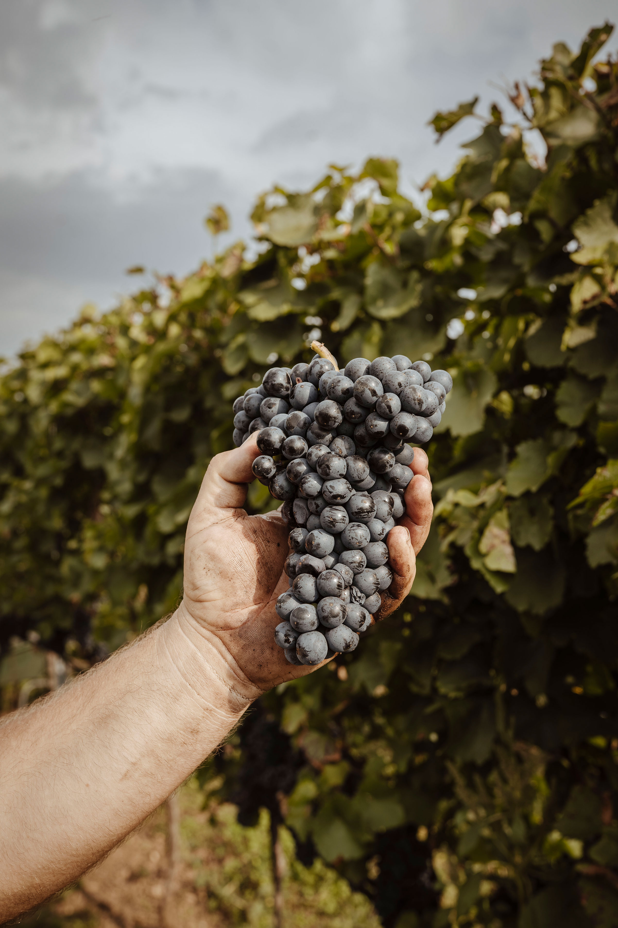 Hannes Reeh Vonsalis Wein Reben Zweigelt