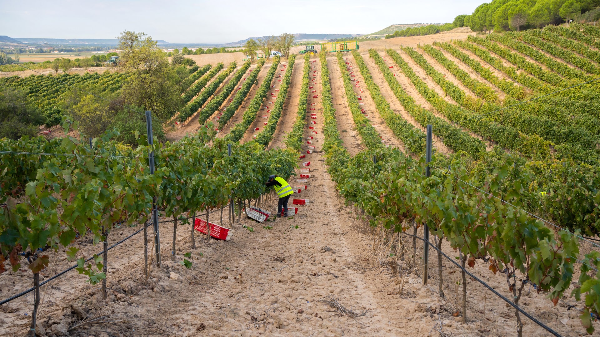 Bodegas Matarromera Von Salis Wein Ribera Del Duero 1 Min