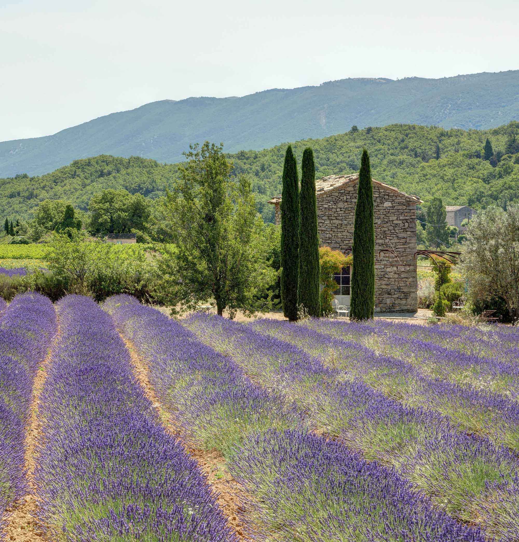 Provence Rosewein Von Salis Kopie Kopie