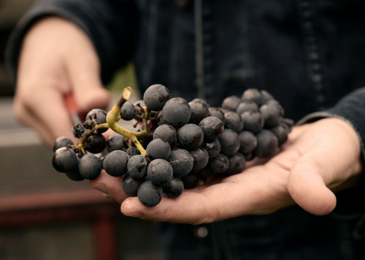 Marco Fromm Degustation Event Von Salis Wein Maienfeld 1