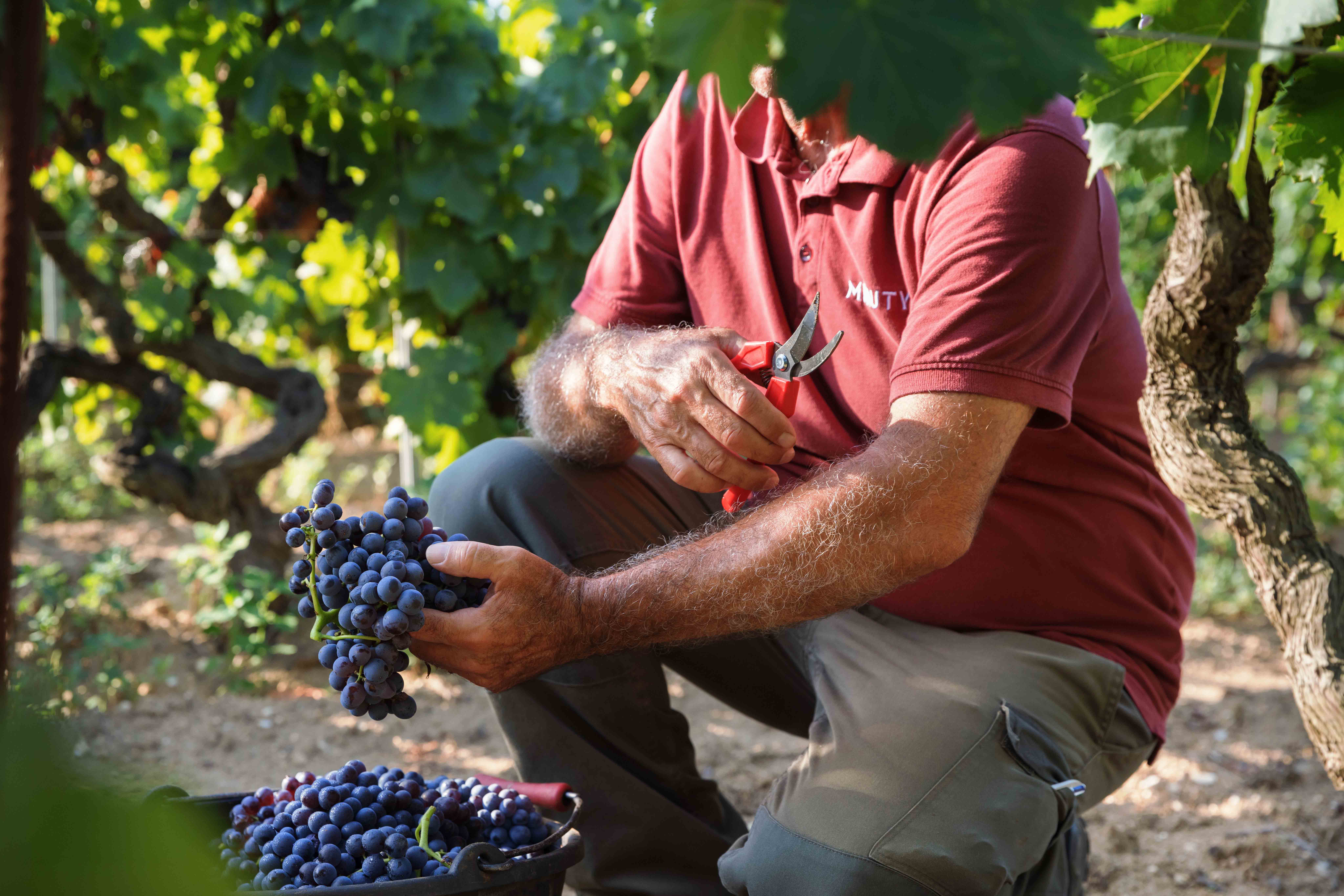 Provence Vonsalis Hervé Fabre Vendanges Minuty 2022 HD 058 Veryhigh.Width 9500X Prop Kopie