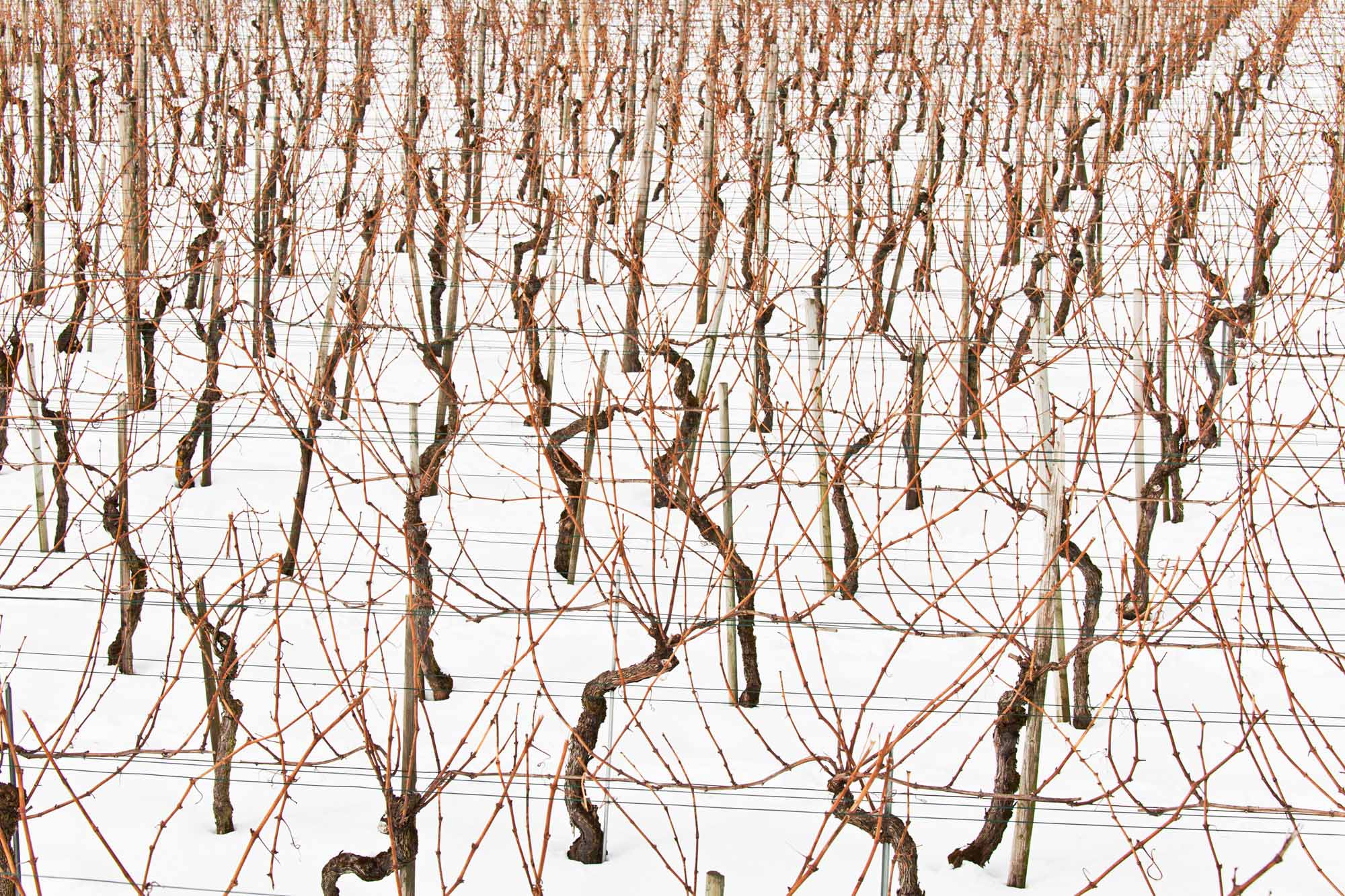 Mp Davaz Win 04 Kopie