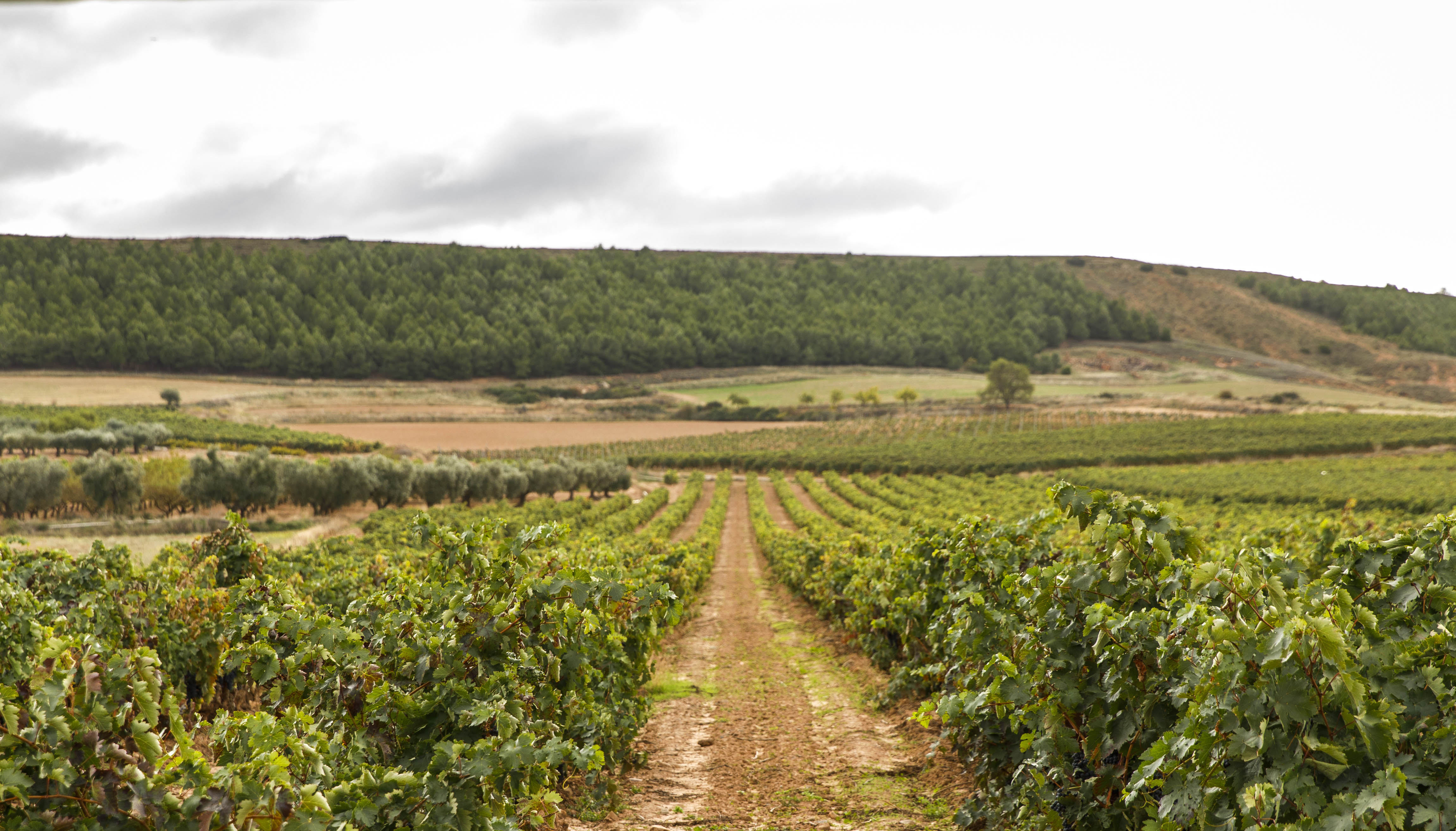 EL CERRO DE SAN MIGUEL 3 Kopie