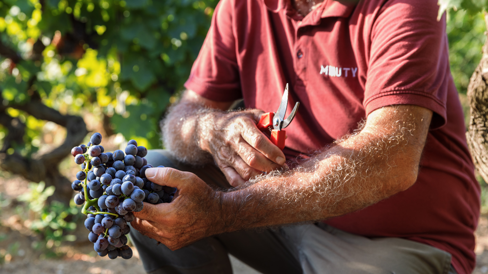 Minuty Grape Von Salis Wein