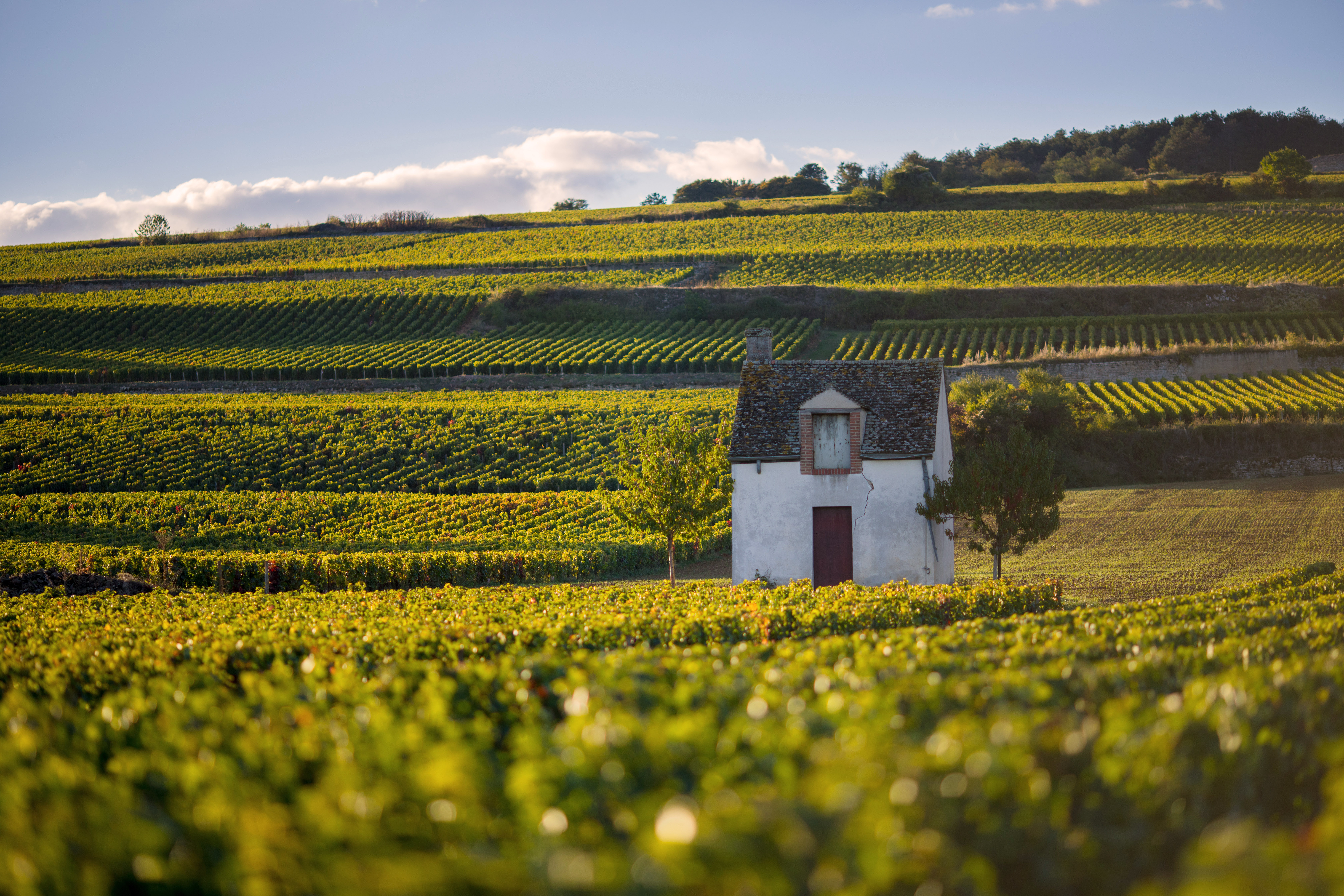Burgund – Die Heimat Grosser Weine Von Salis