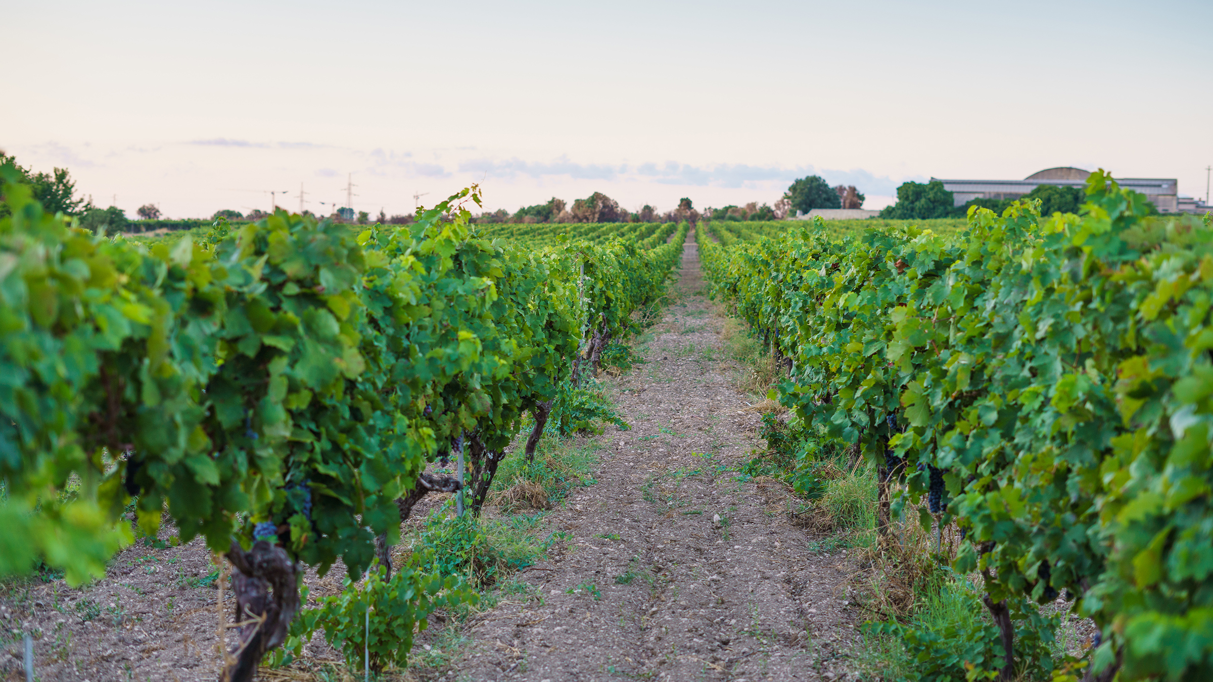 Giustini Apulien Von Salis Wein