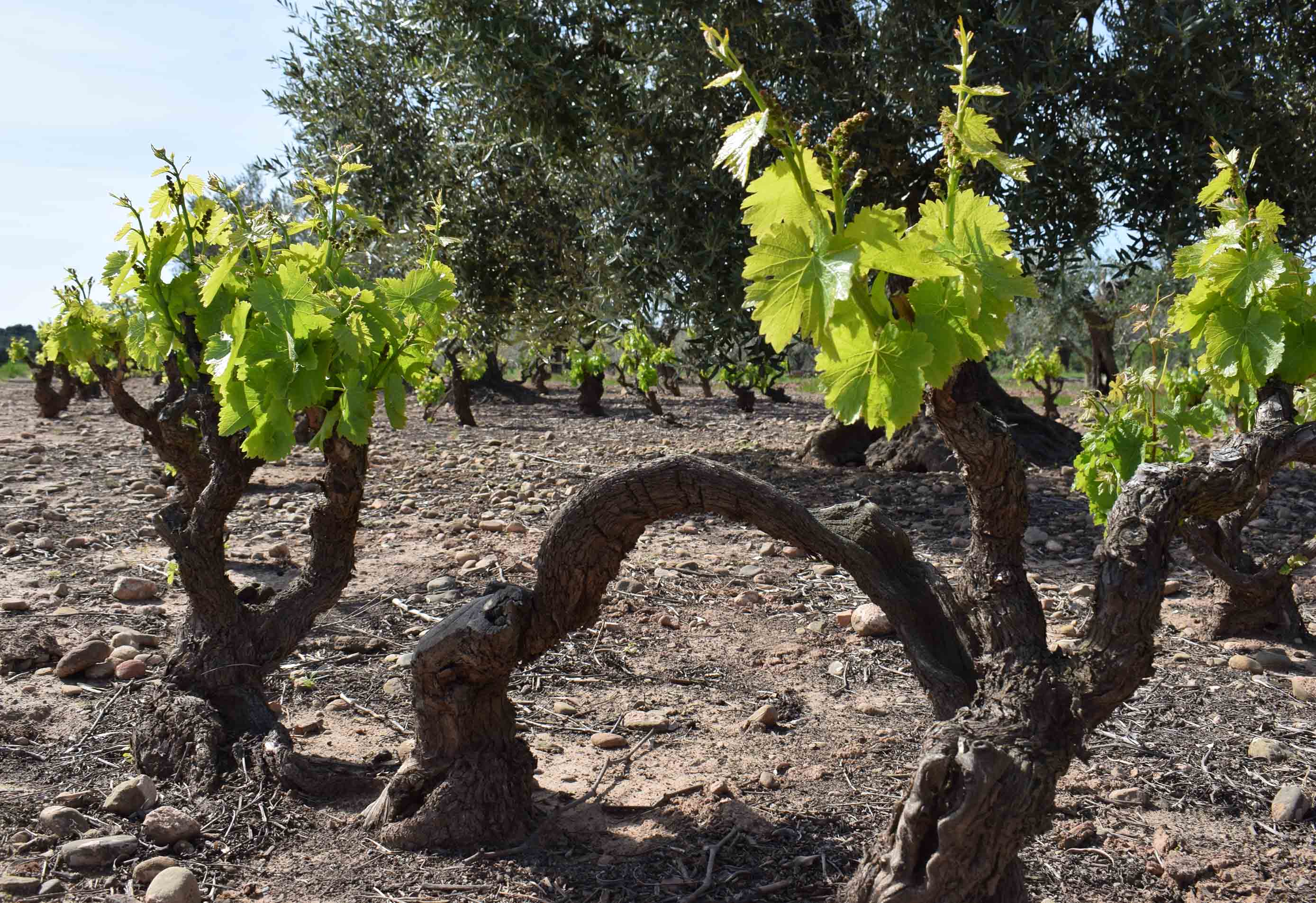 Vineyard 3 Kopie