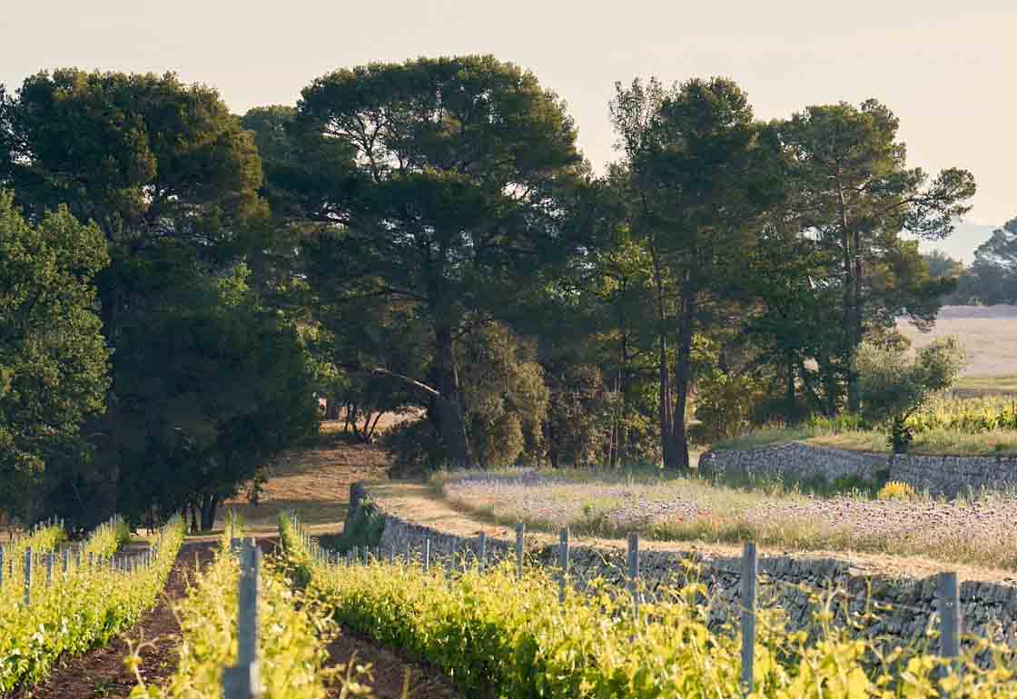 Vonsalis Weinblog Domaines Ott Chateau De Selle Rang De Vignes En Provence 1 Kopie
