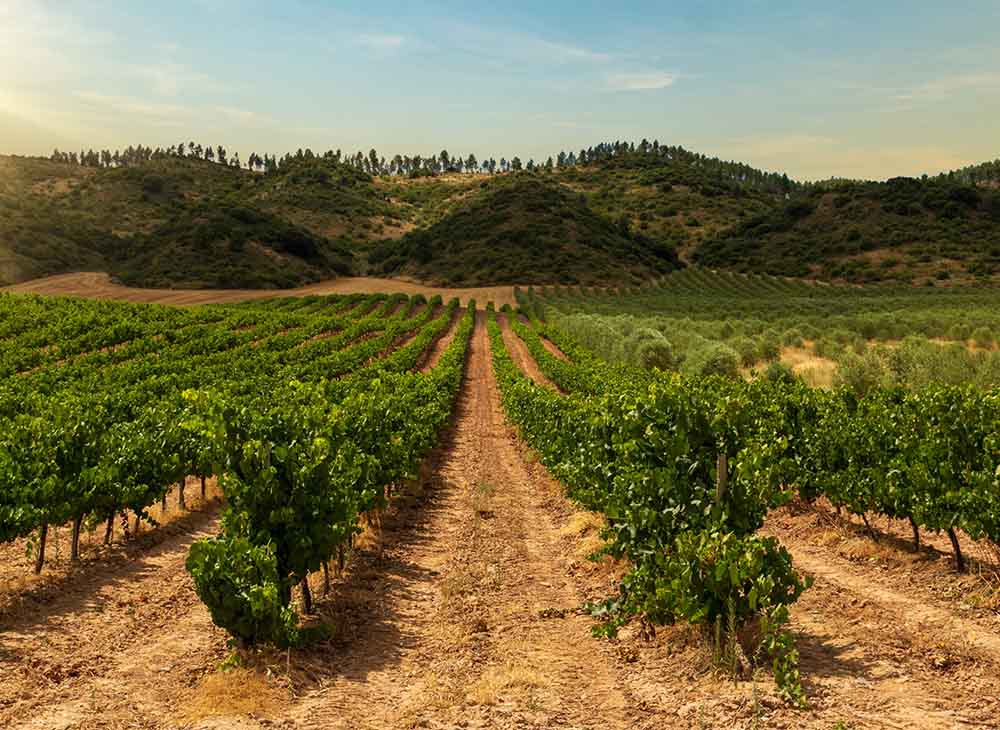 Provence Rosé Blog 2026 Kopie