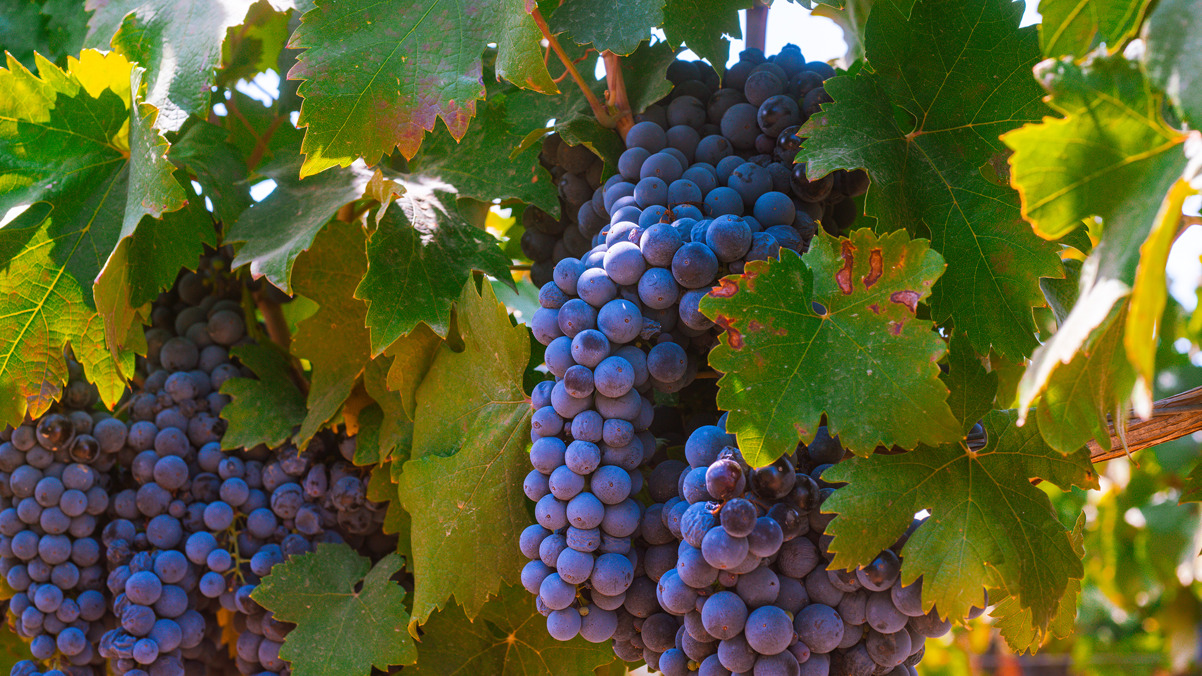 Primitivo Traube Von Salis Wein Giustini