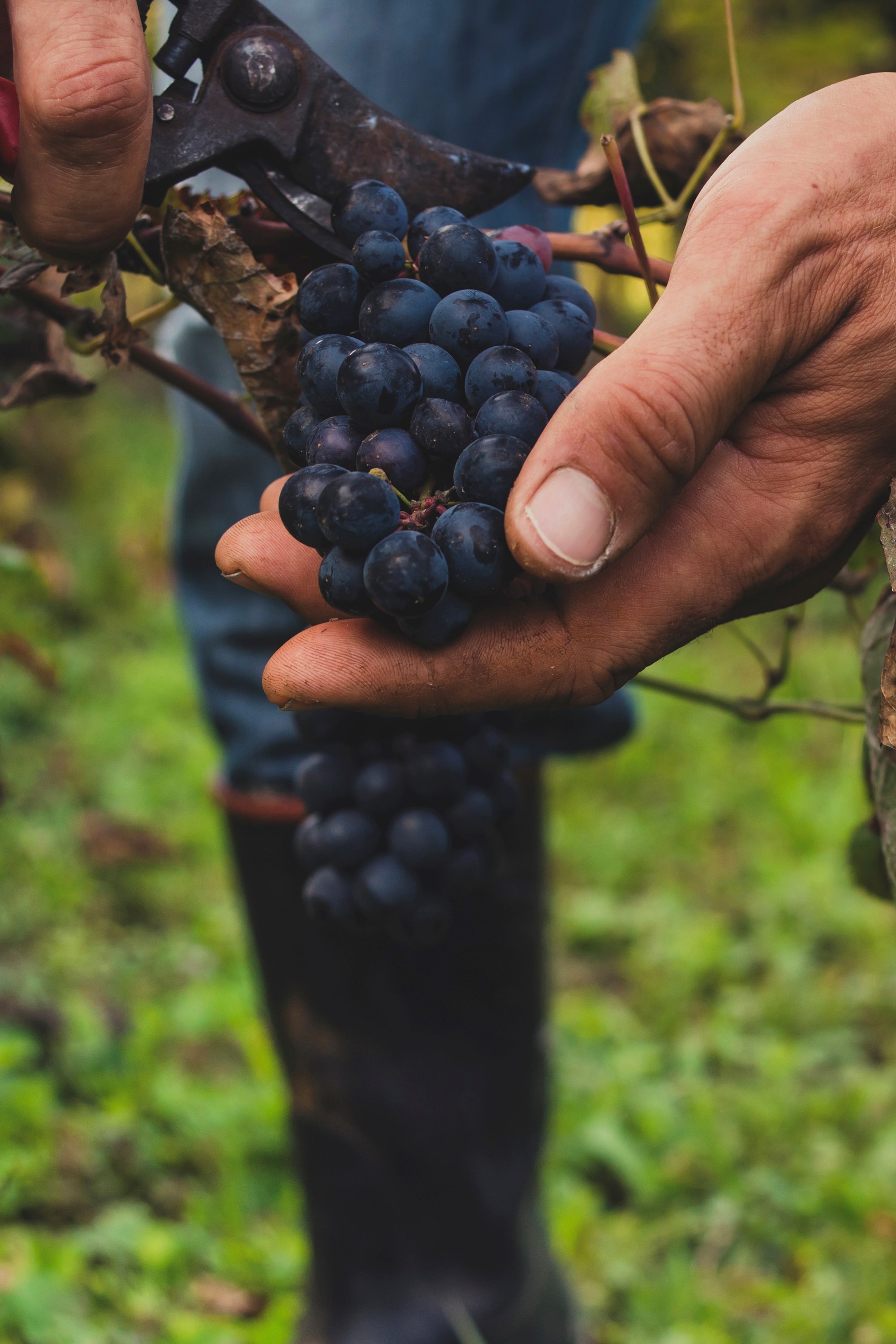 Rebberg Arbeit 2 Rebberg Arbeit 2