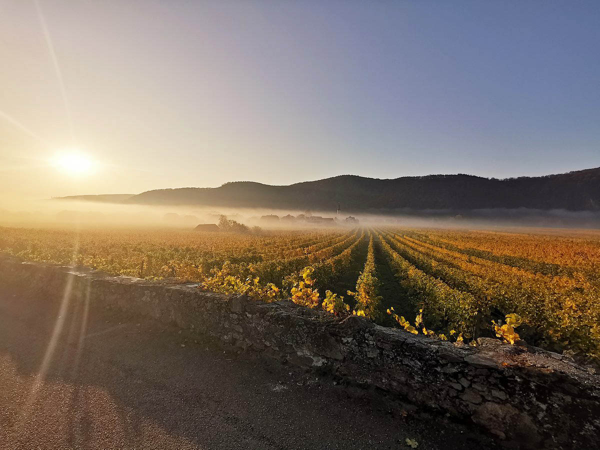 Csm Vineyards Unter Loiben C Weingut Knoll Df4e0dd432 Kopie