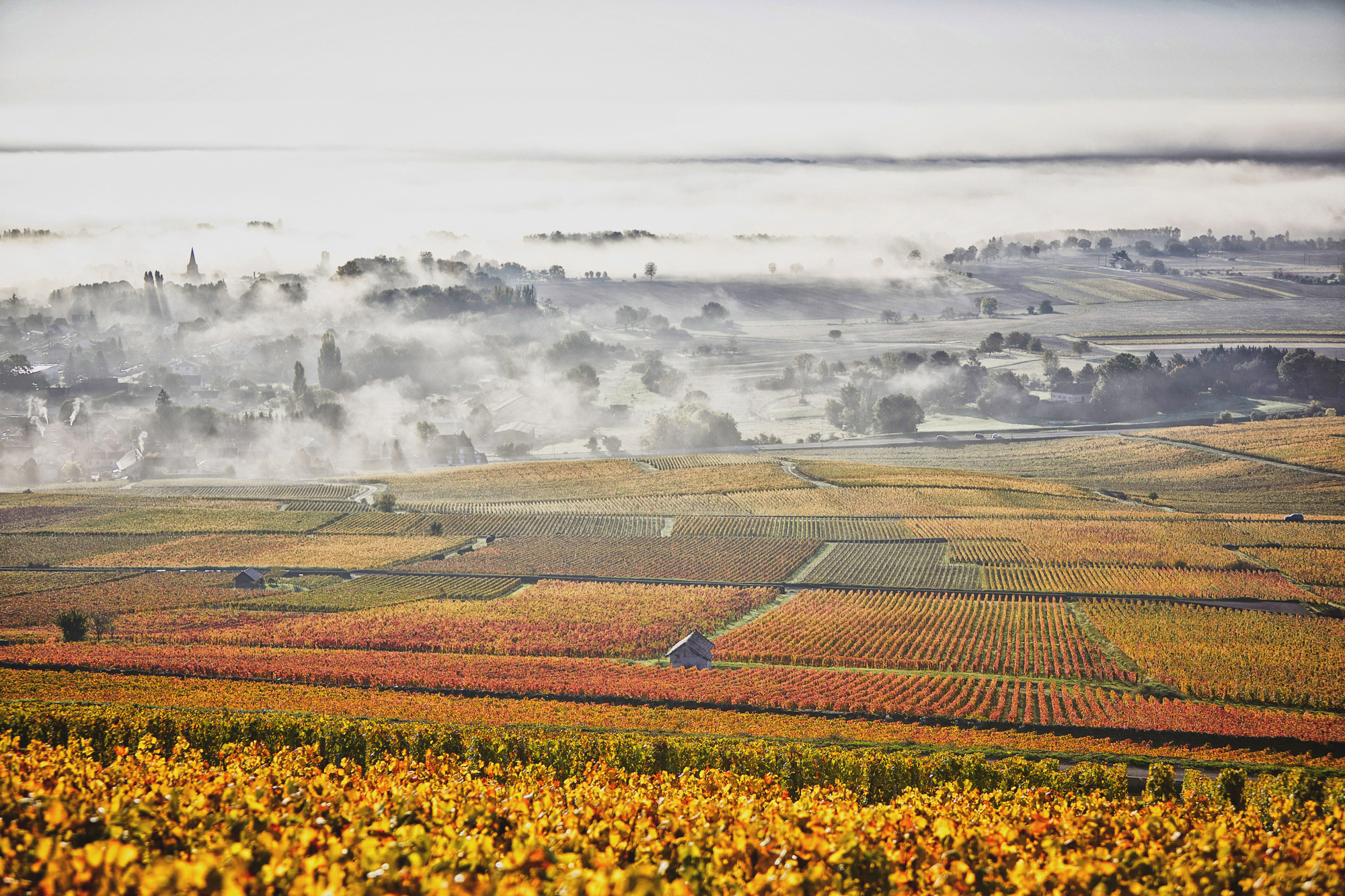 BPF Corton Charlemagne 9 (2)
