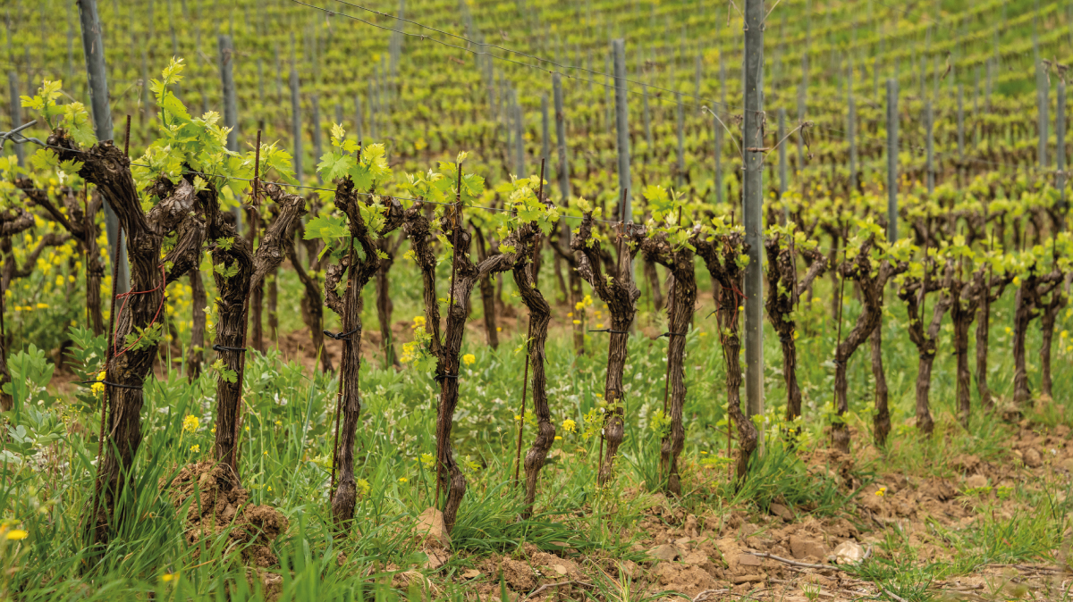 Von Salis Wein Blog Chianti Reben