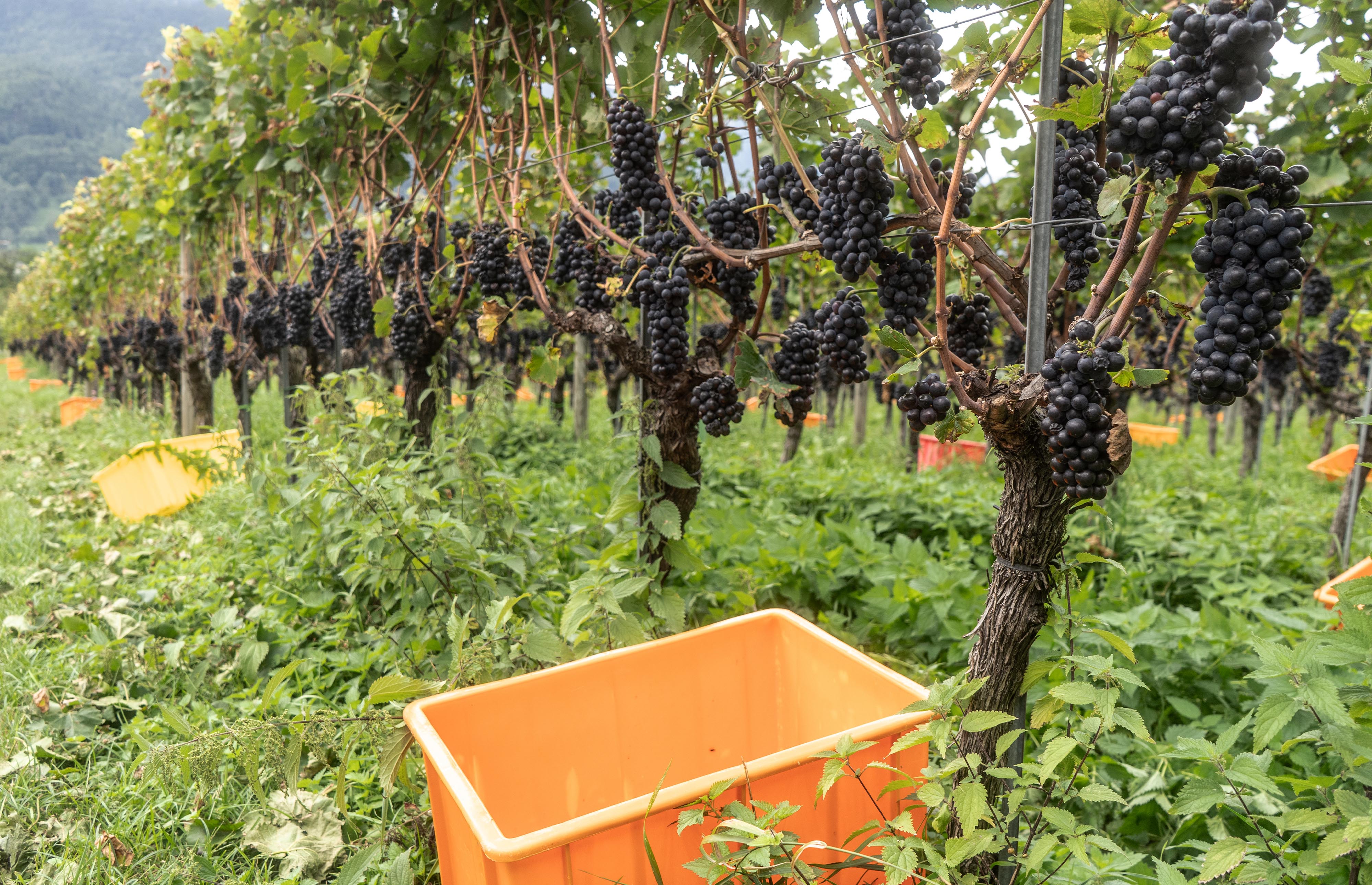 DSC01606 Kopie 2 (1)