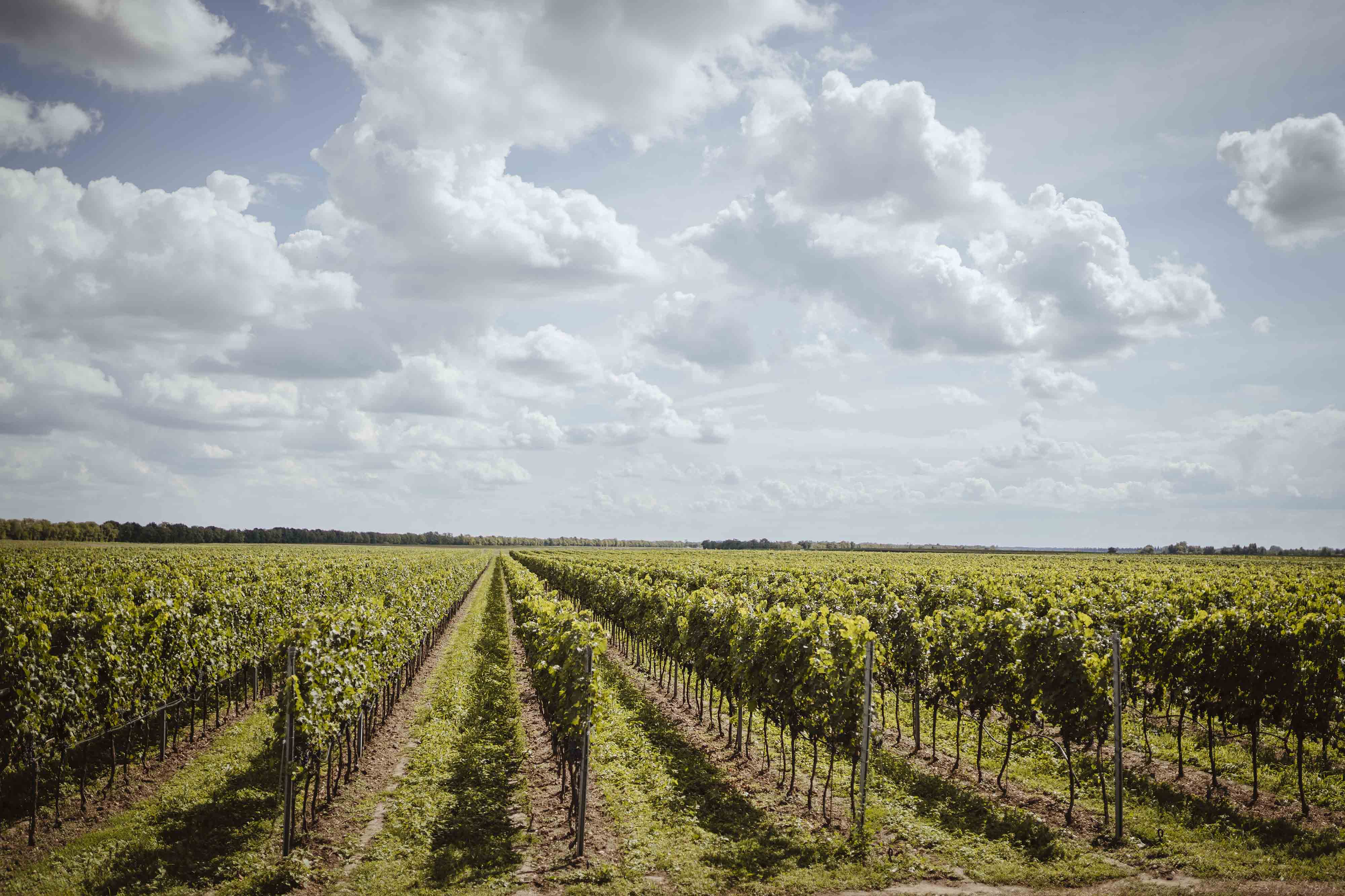 Reeh 300821 004 Kopie