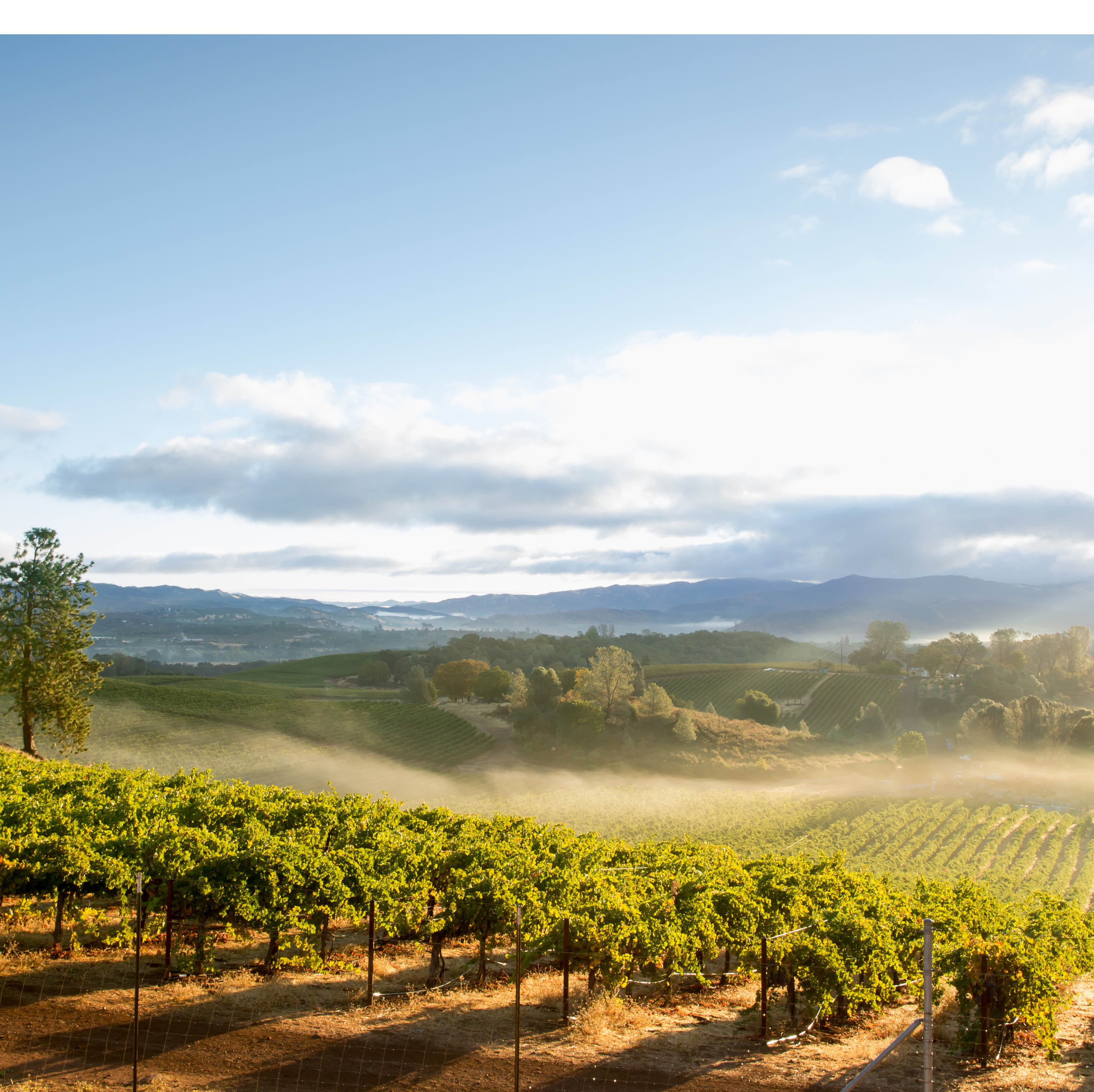 Napa Valley Von Salis (1)