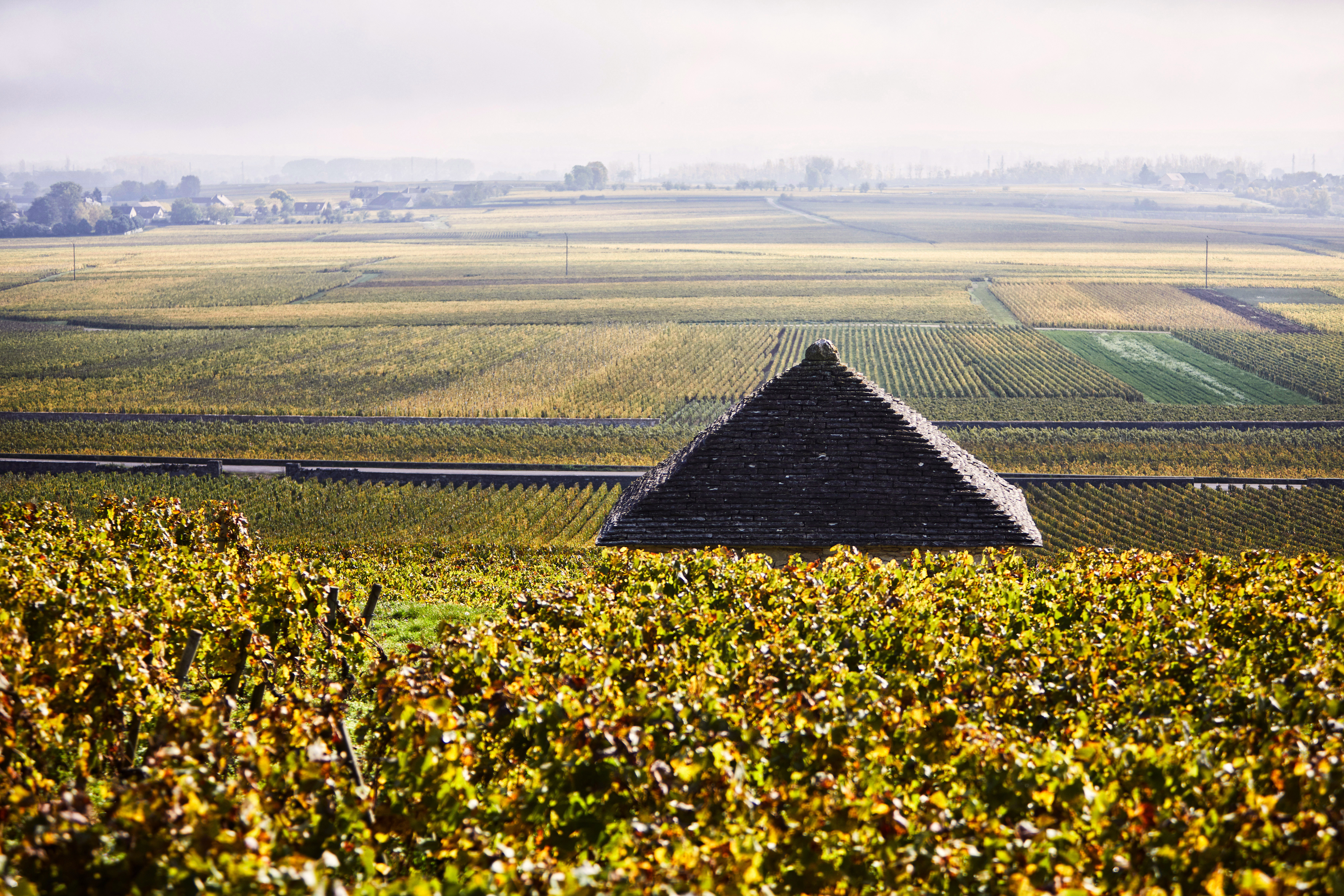 BPF Chevalier Montrachet 4 Au Dos De La Cabotte