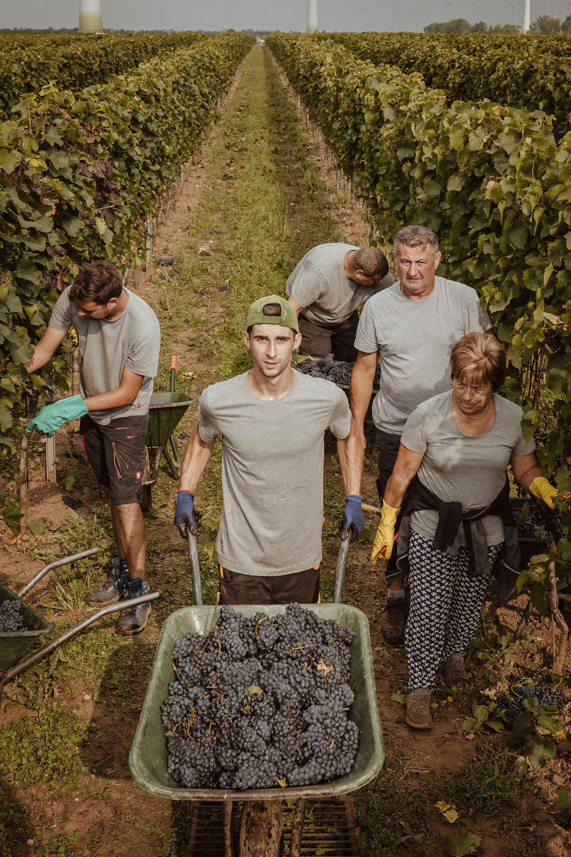 Hannes Reeh Vonsalis Wein Rebarbeiten Kopie (1)