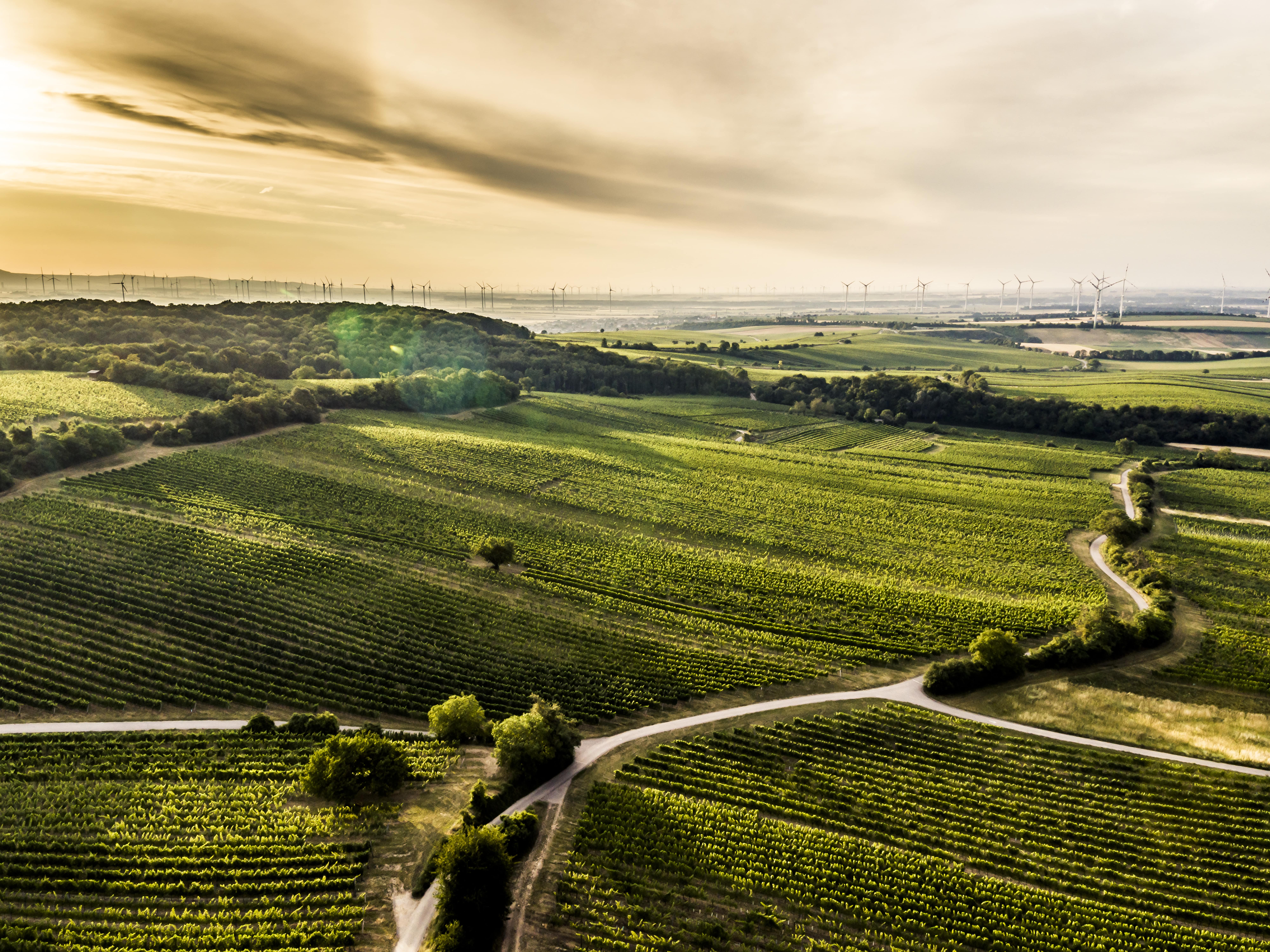 Rosenberg Markowitsch Von Salis