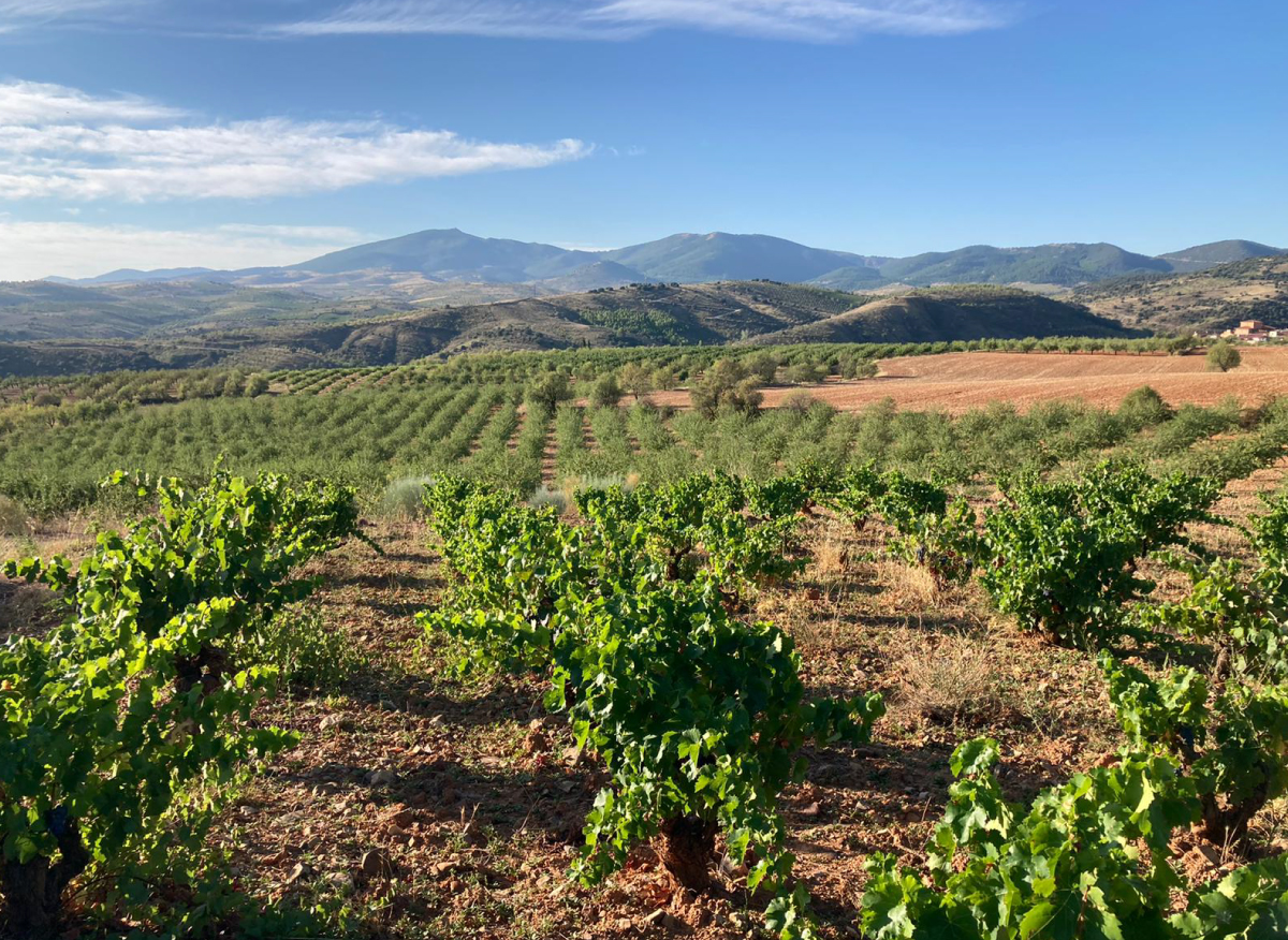 Spanien Calatayud Raices Ibericas Von Salis Wein1