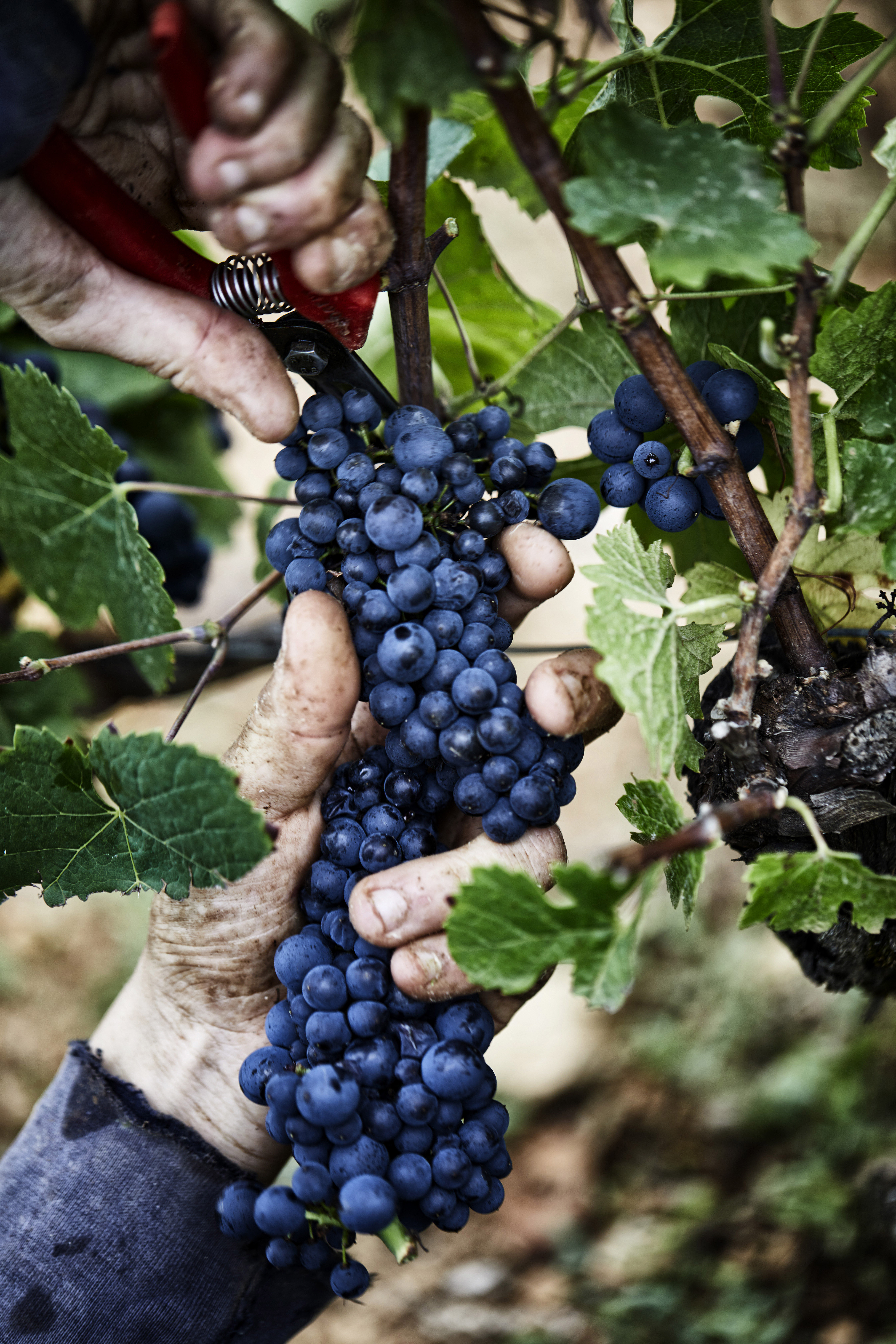 10 Parcelle BG Vigne De L'enfant Jésus Bouchardpère&Fils