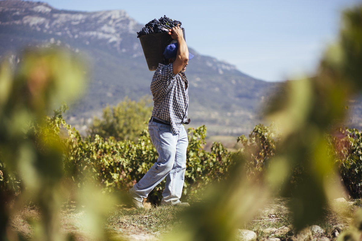 Carrying A Basket Full Of Grapes