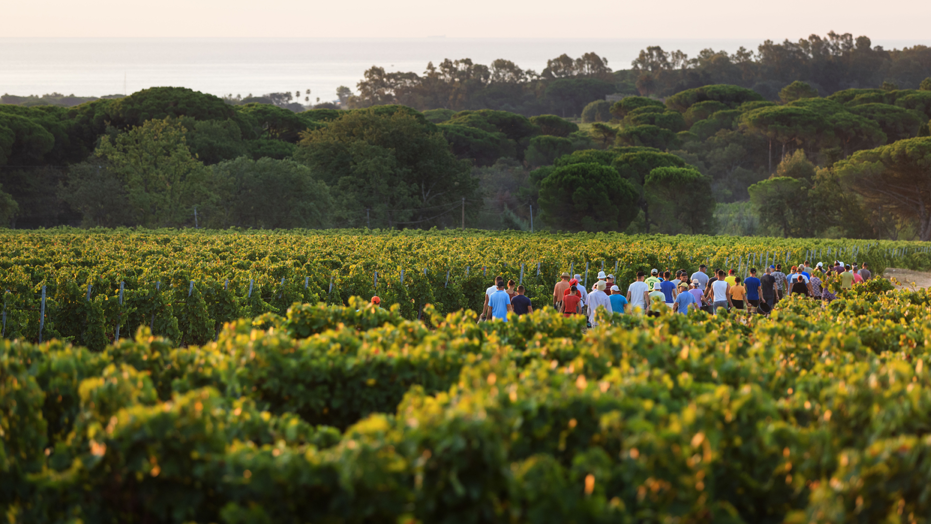 Minuty Grape Von Salis Wein 1