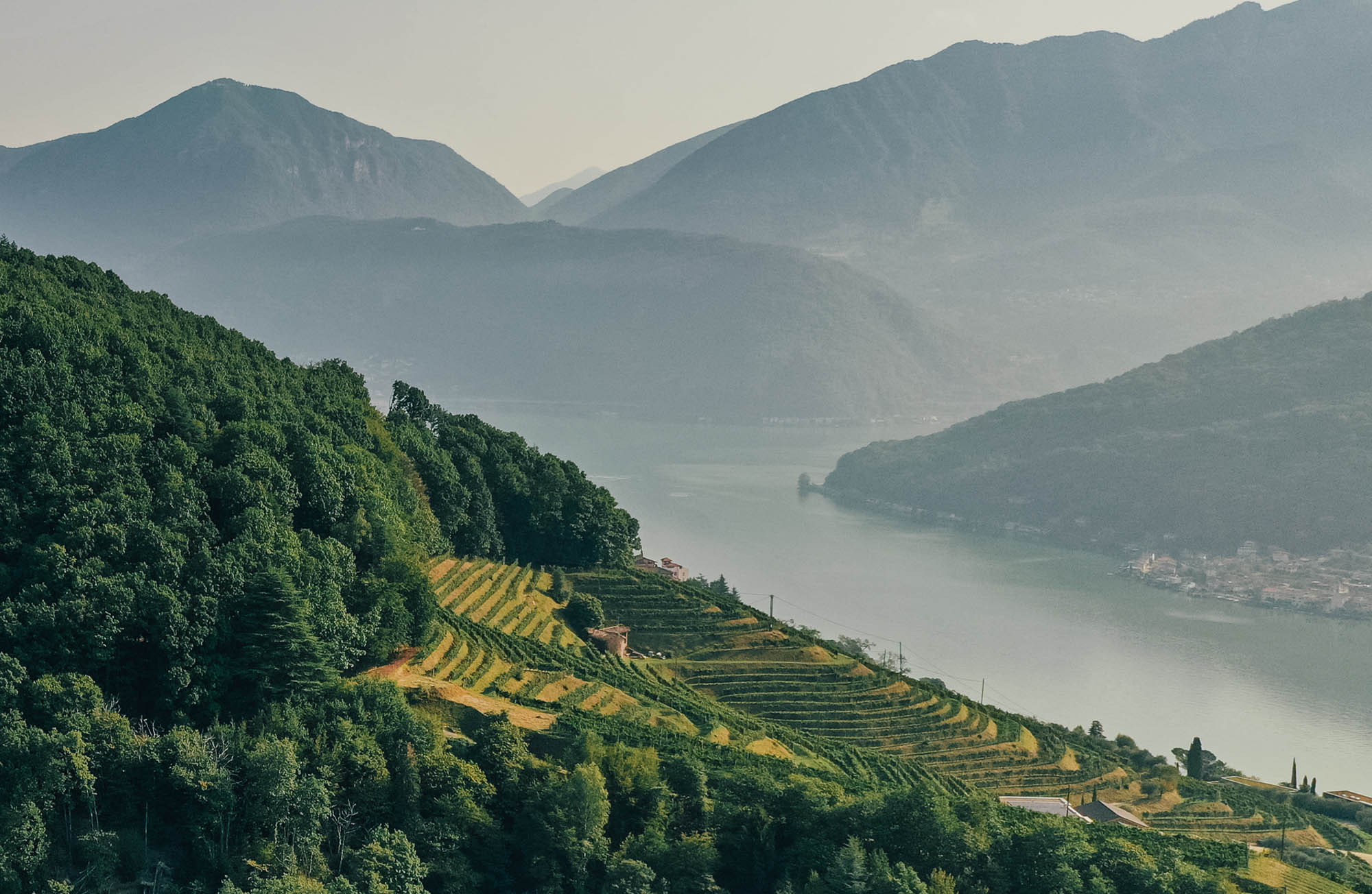 Tessin Wineyard