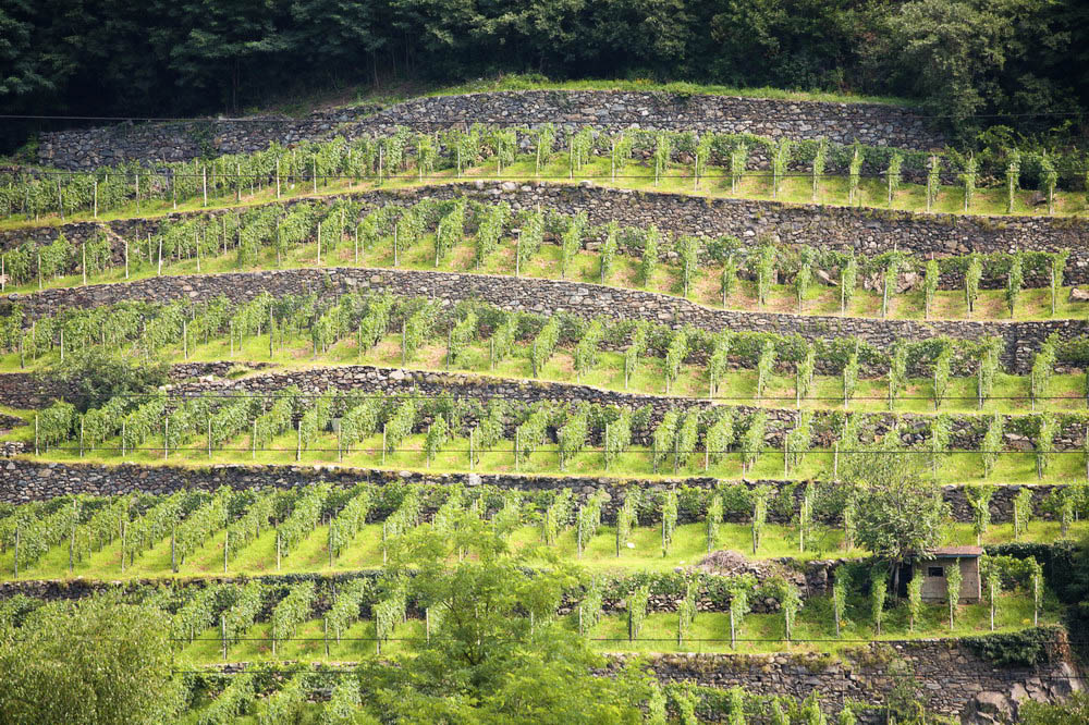 Terrazzamenti In Valtellina Kopie