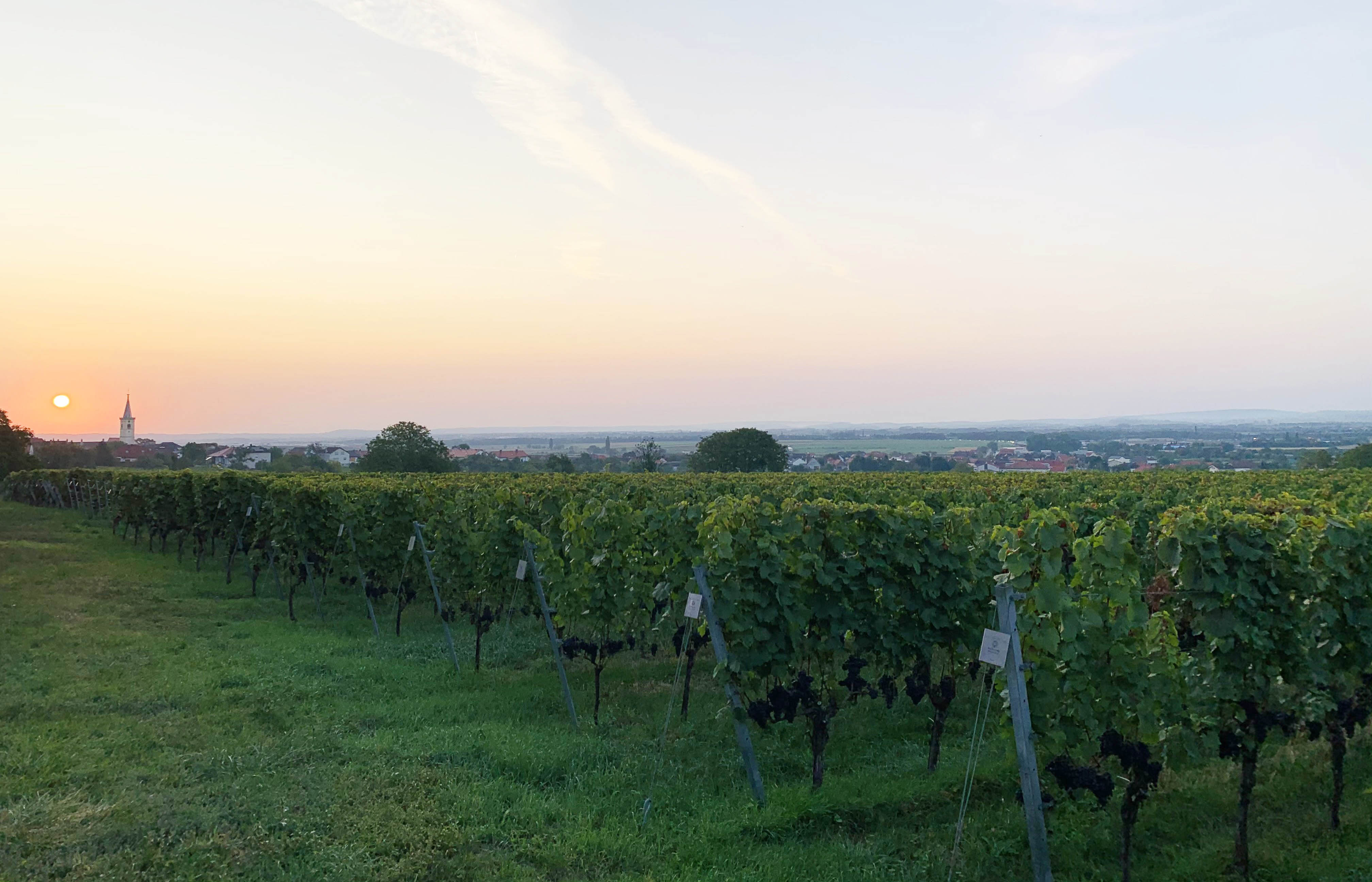 Weingut Kollwentz Kopie