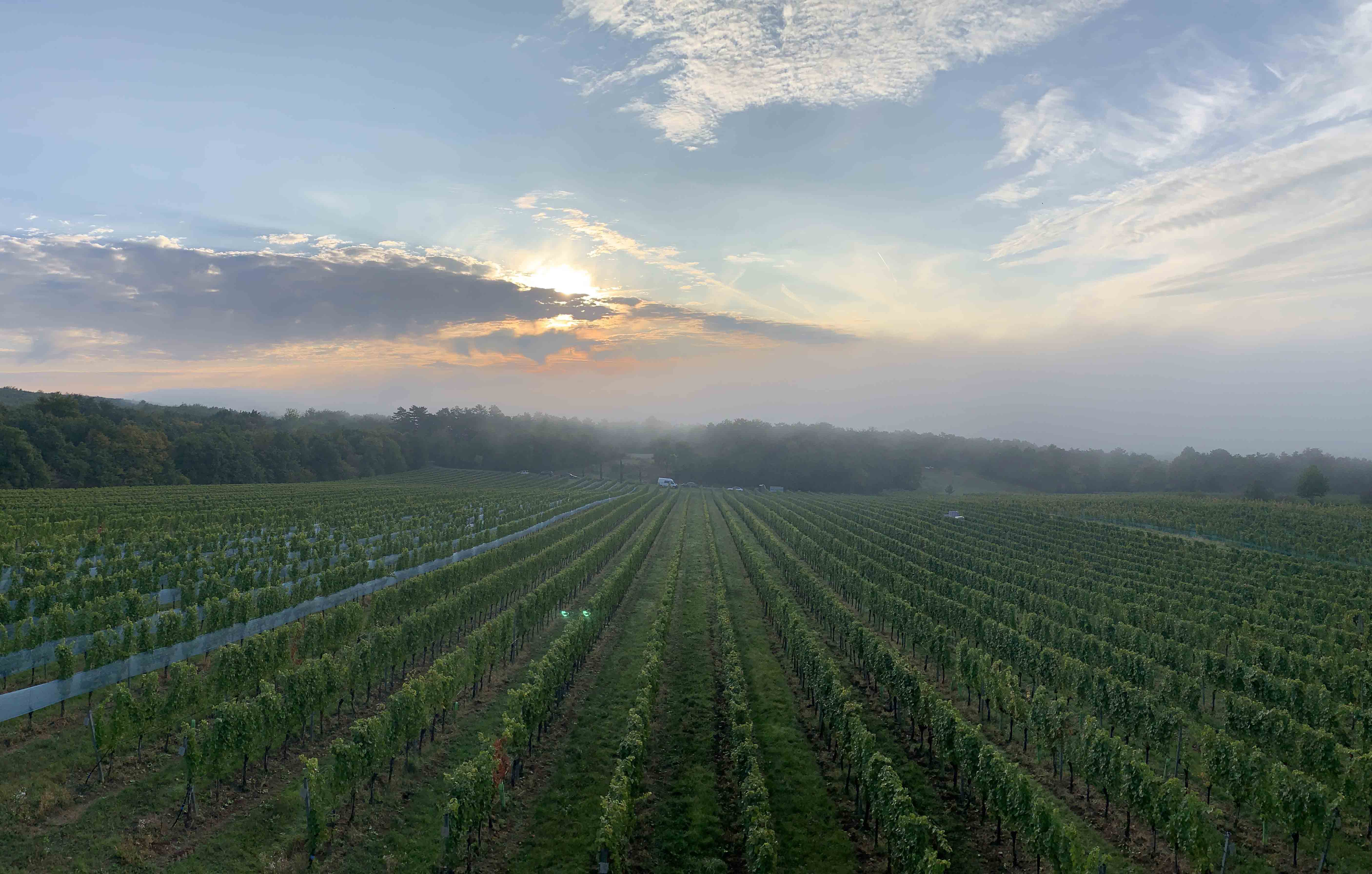 Kollwentz Vonsaliswein