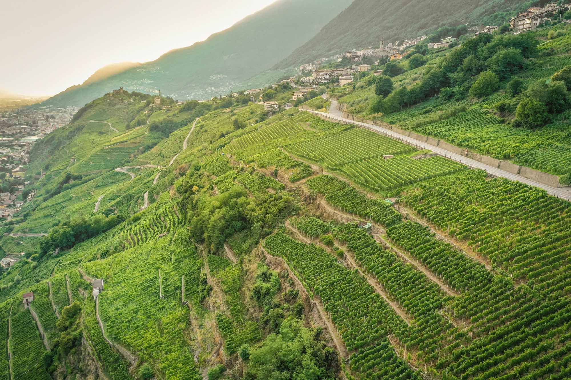 14 Cru La Cruus Vineyard In Inferno Area Kopie Kopie