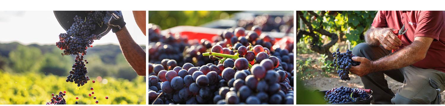 Provence Roséwein (1)