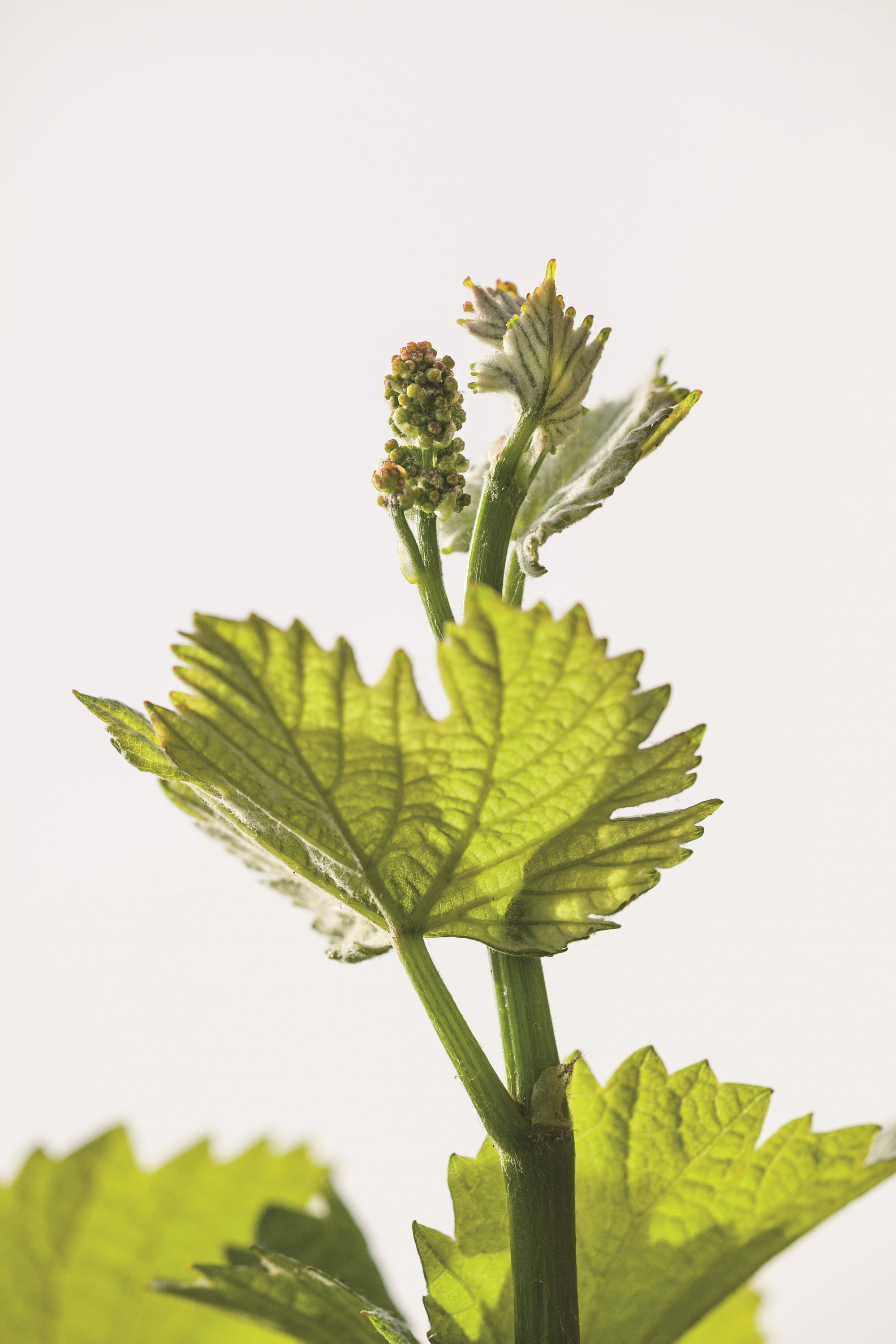 Rebe Davaz Rebe Davaz