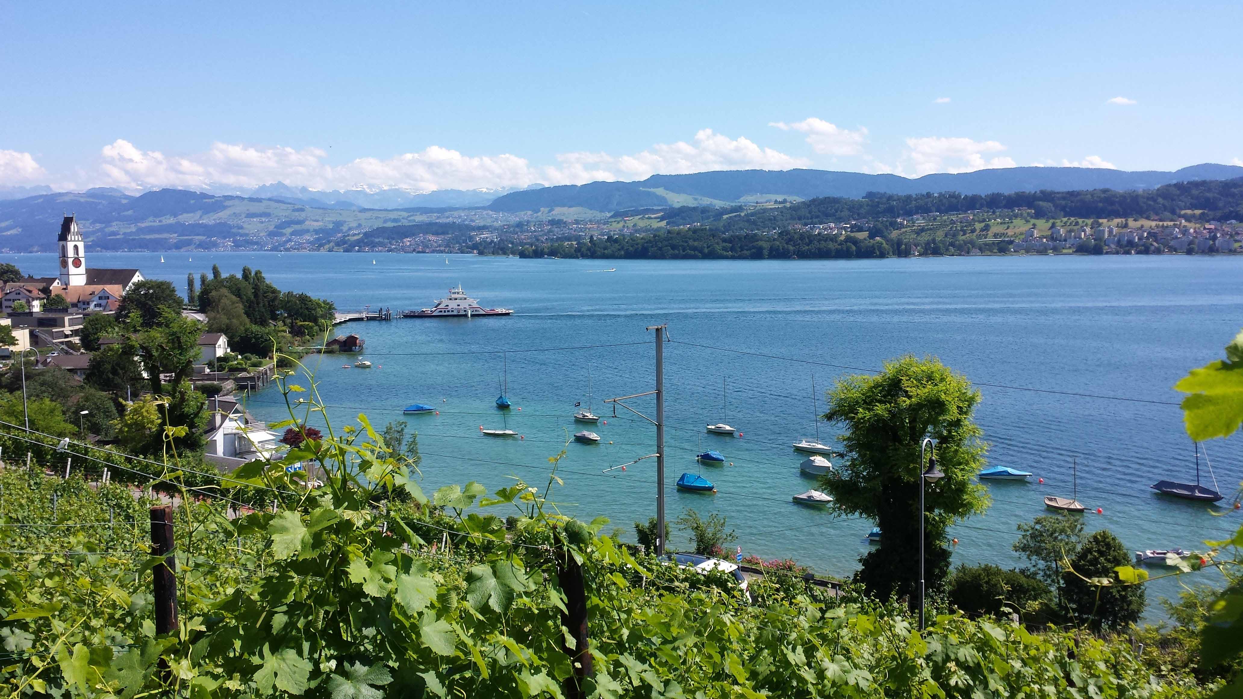 Schwarzenbach Weinbau Meilen Reblage Seehalden Kopie