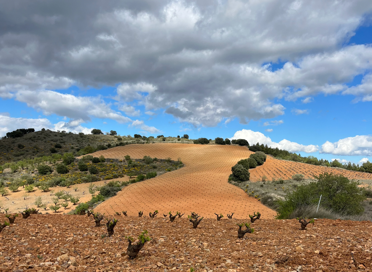 Spanien Calatayud Raices Ibericas Von Salis Wein2