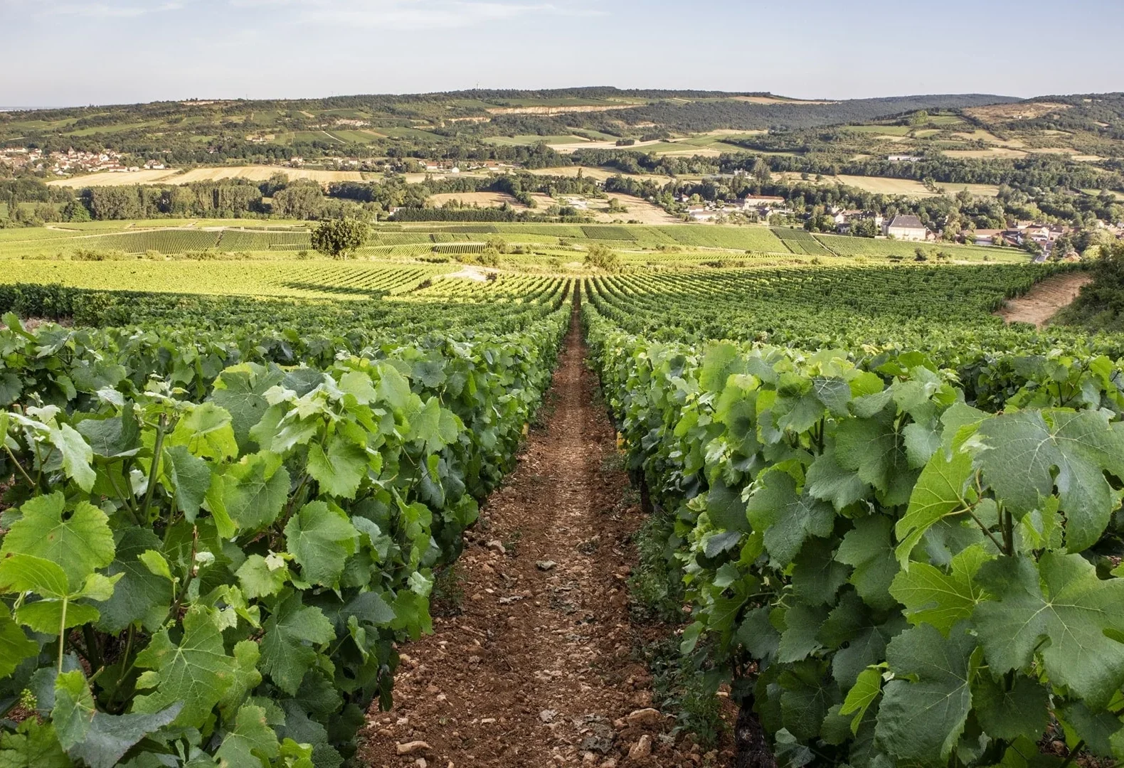 Vignoble Jeannot 2048X Kopie (1)