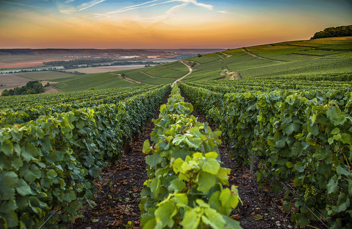 Zeige Produkte für Kategorie Champagner Bild für Kategorie Champagner