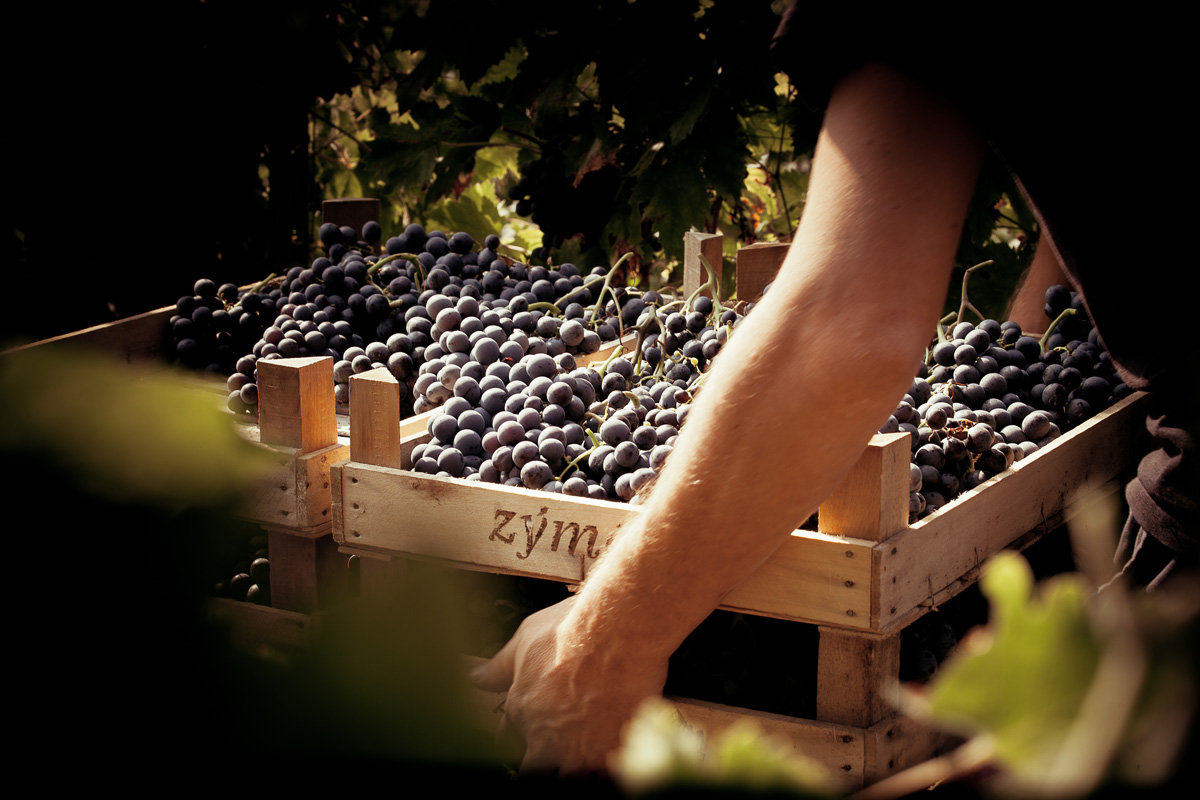 Zeige Produkte für Kategorie Amarone Bild für Kategorie Amarone