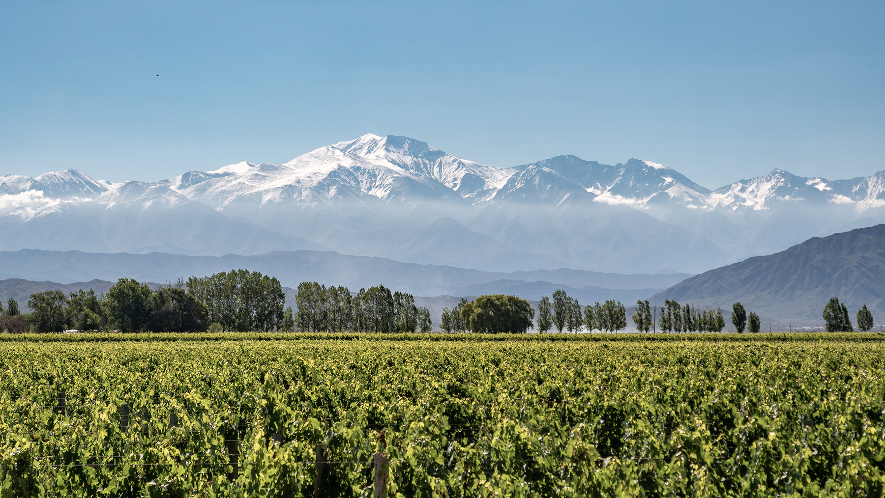 Zeige Produkte für Kategorie Mendoza Bild für Kategorie Mendoza