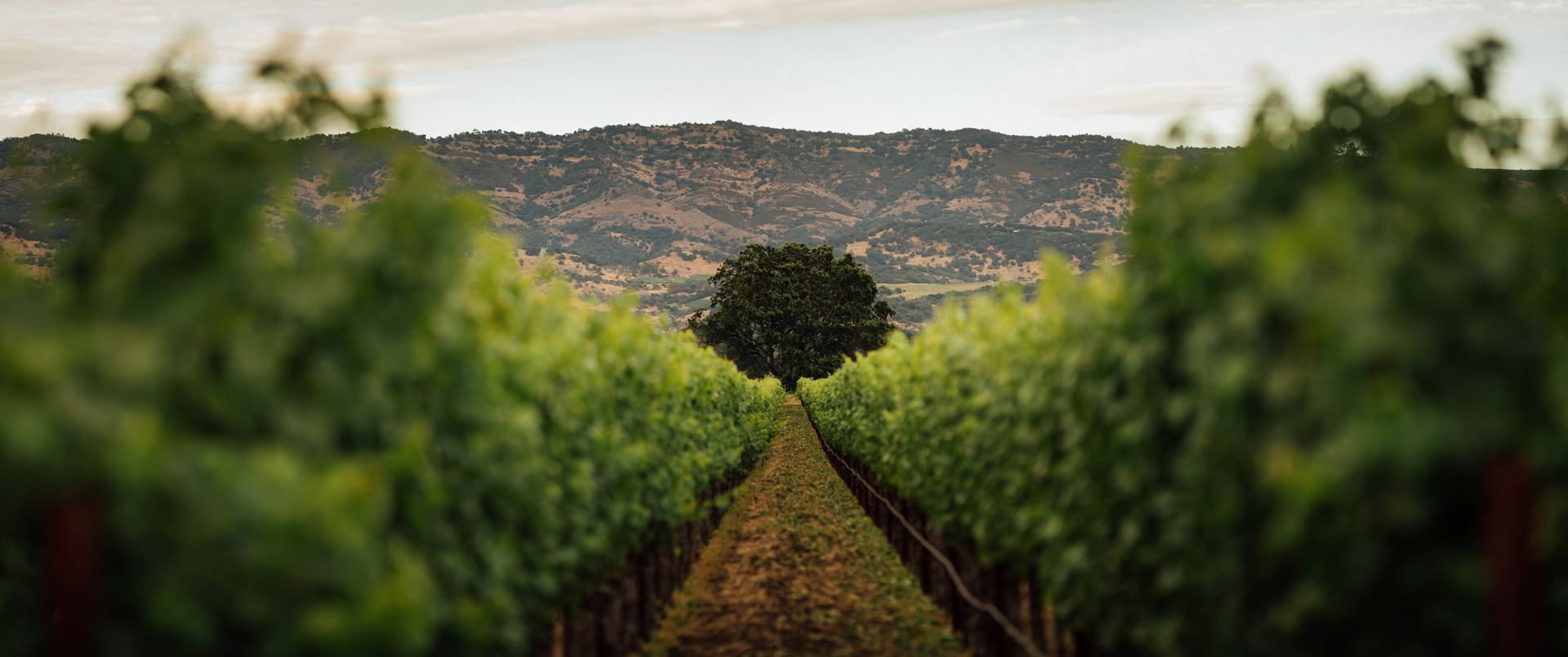 Zeige Produkte für Kategorie Joseph Phelps Vineyards Bild für Kategorie Joseph Phelps Vineyards